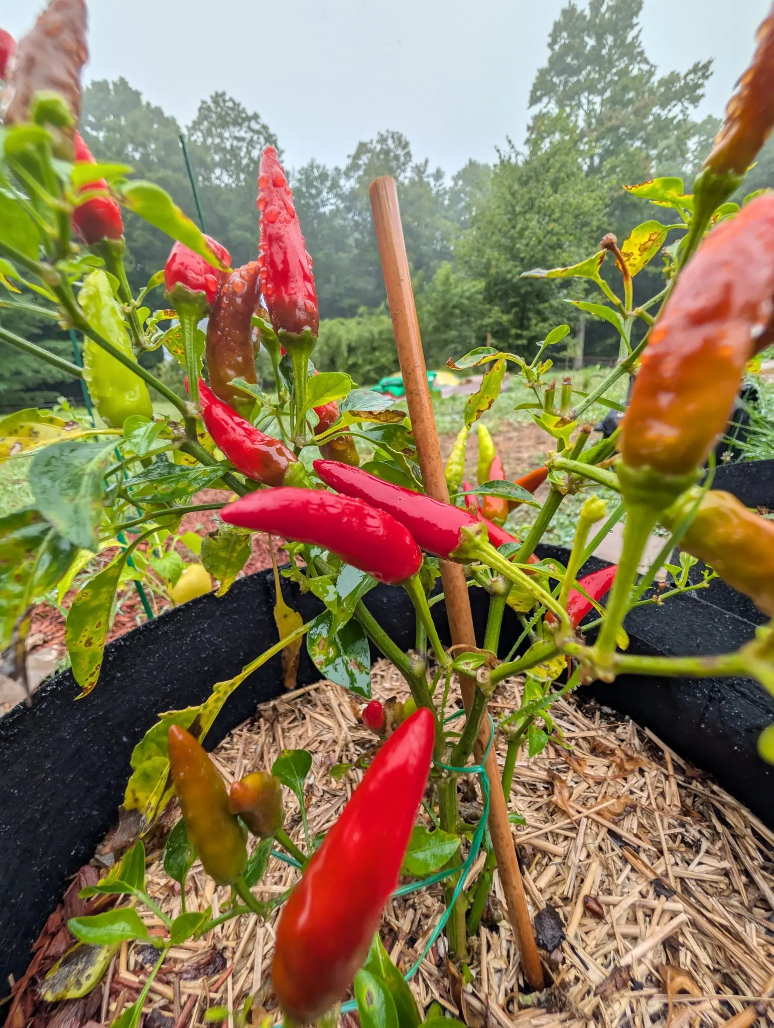 A chilli plant carrying slim fruit in scarlet, russet and pale green around a bamboo cane, rooted in a straw-mulched black fabric grow bag, with trees under an overcast sky behind.