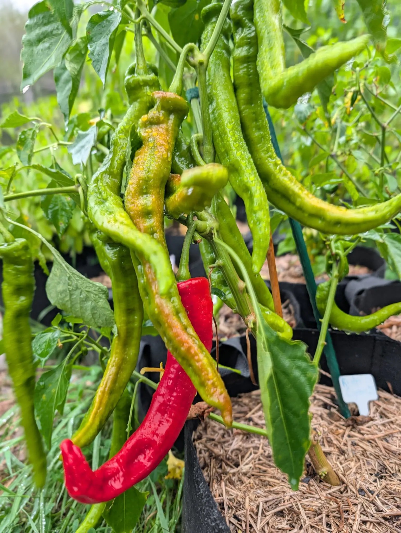 Long curving cayenne peppers hanging in a cluster, most still pale green with one streaked orange and one below fully scarlet and glossy, over straw-mulched black fabric bags.