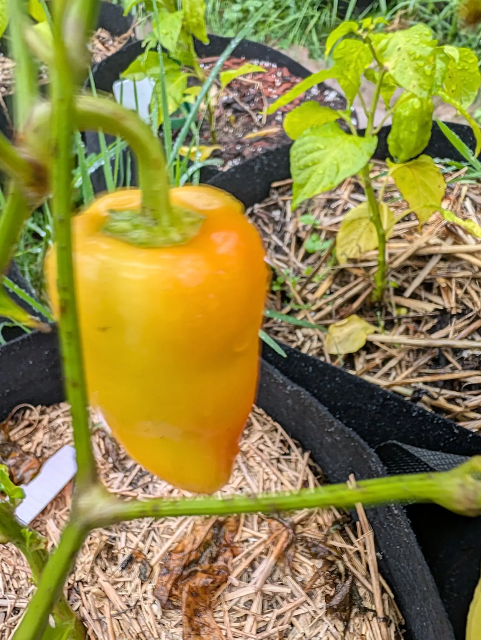 A blocky pepper ripened to deep orange-gold hanging beneath a thick green stem, over straw mulch in a black fabric grow bag, with a white label pushed into the straw beside it.