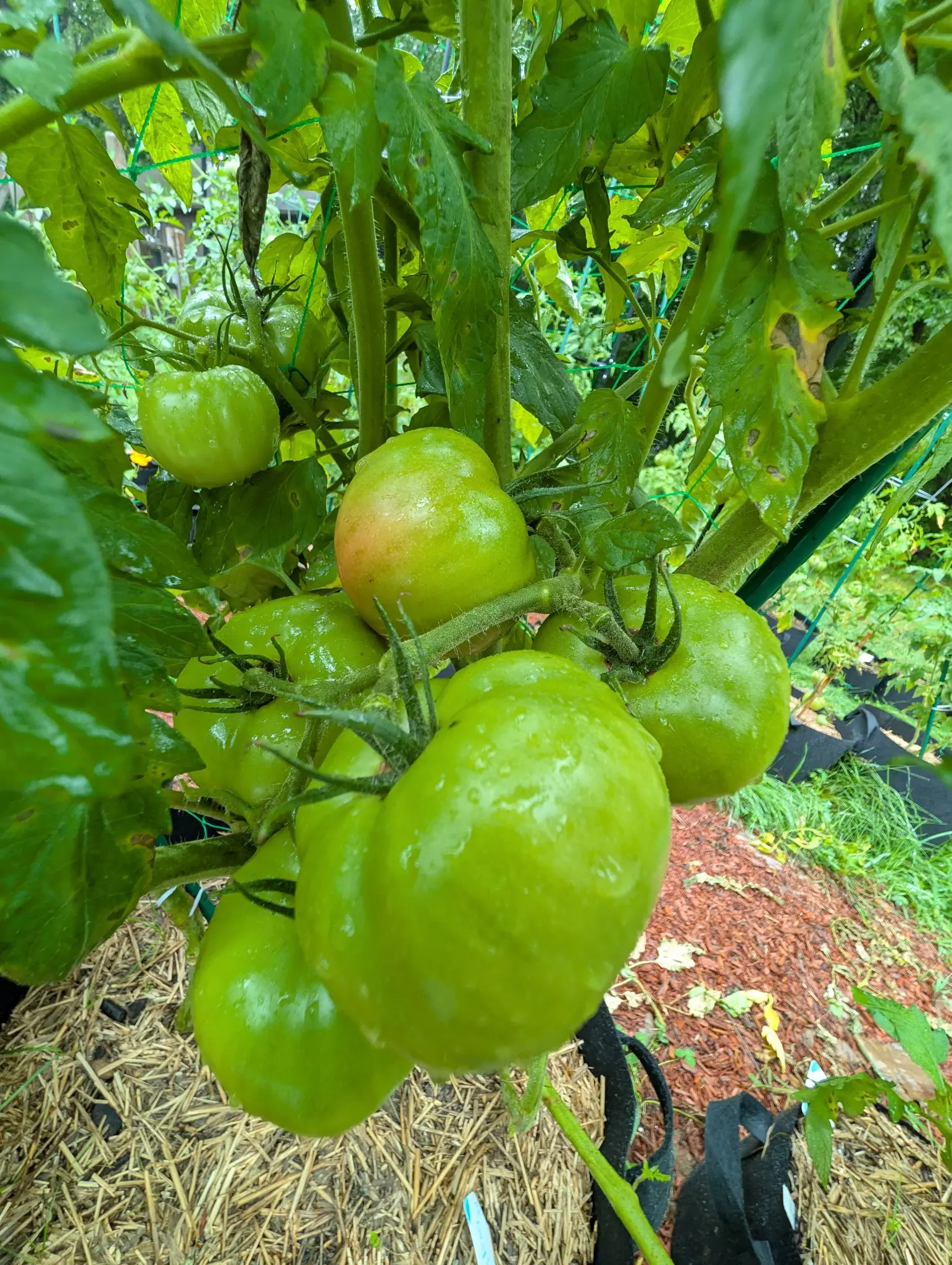 A heavy truss of large green tomatoes wet with rain, the topmost just blushing pink at the shoulder, hanging over a straw-mulched grow bag with red-orange mulch beside it.