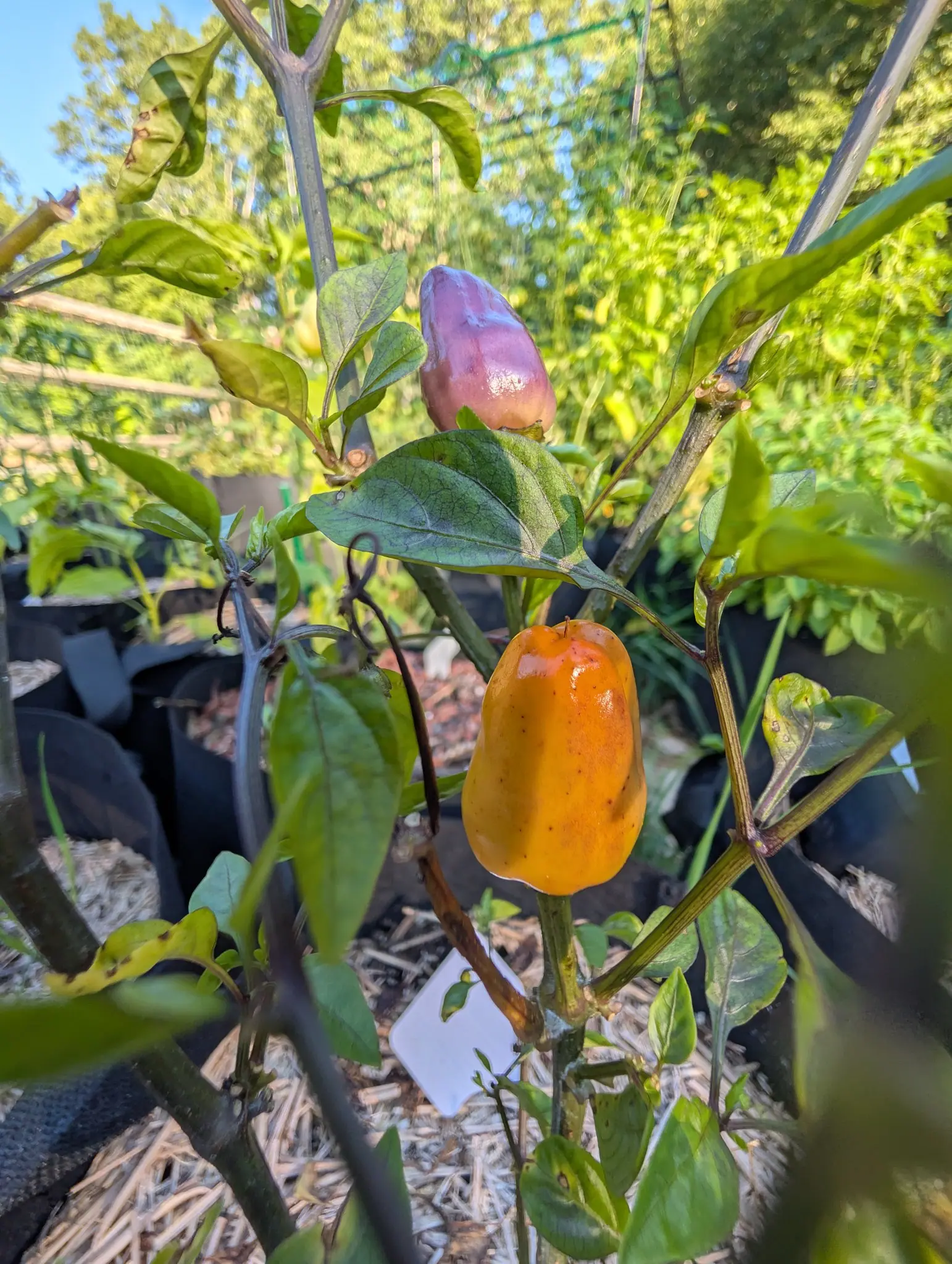A dusky purple pepper above and a larger apricot-orange one below on the same branching stem in full sun, with a white label, black fabric bags and blue sky behind.