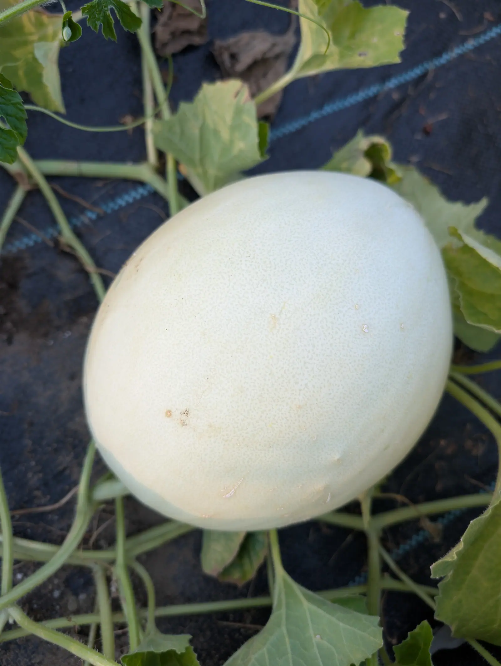 A large smooth cream-white melon resting on black woven ground fabric with a blue guide stripe, its pale vines and lobed leaves trailing around it.