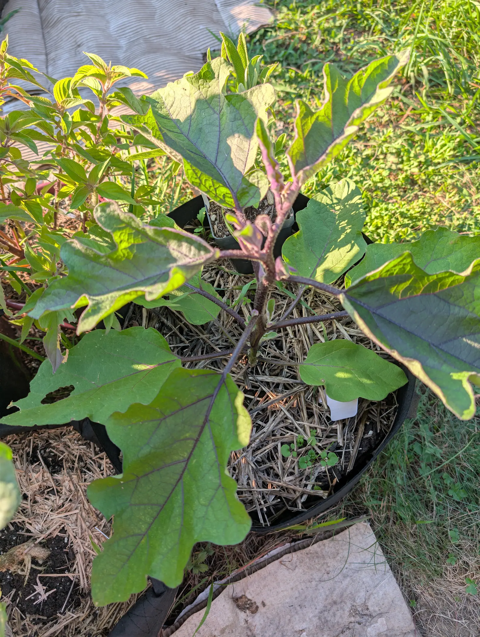 An eggplant seen from above, broad lobed leaves on purple-flushed stems spreading out of a straw-mulched black fabric grow bag, with black ground fabric and a stone paver around it.