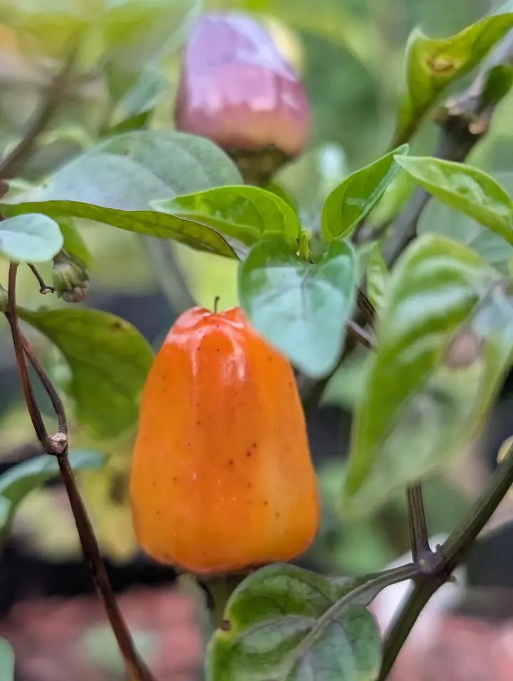 A single glossy orange pepper hanging among mid-green leaves, broad at the shoulders and tapering to a blunt rounded end, its skin freckled with small dark flecks. Above and behind it, out of focus, a second pepper of the same plant is still dusky purple turning to pink.