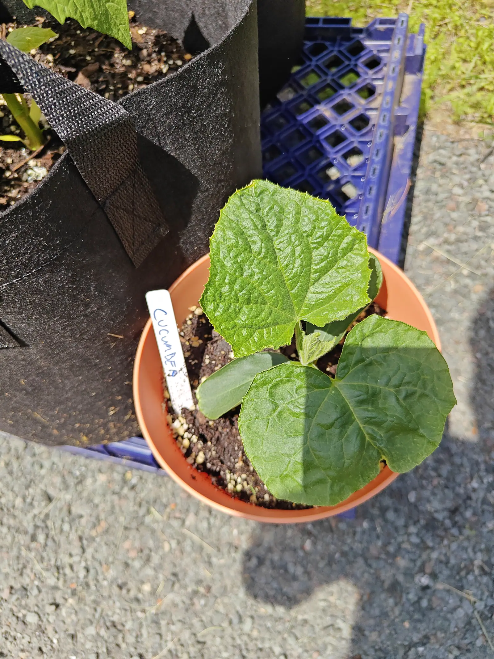 A young cucumber seedling in a terracotta plastic pot on a blue crate, four broad heart-shaped leaves over dark compost, a handwritten label beside a black fabric bag.