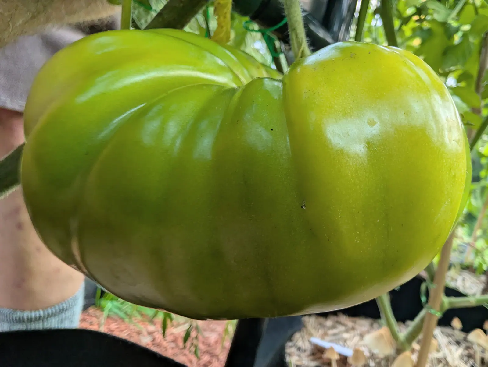 A very large ribbed tomato, still green shading to yellow across its shoulders, cradled in a hand close to the camera, with red-orange mulch and foliage blurred behind.