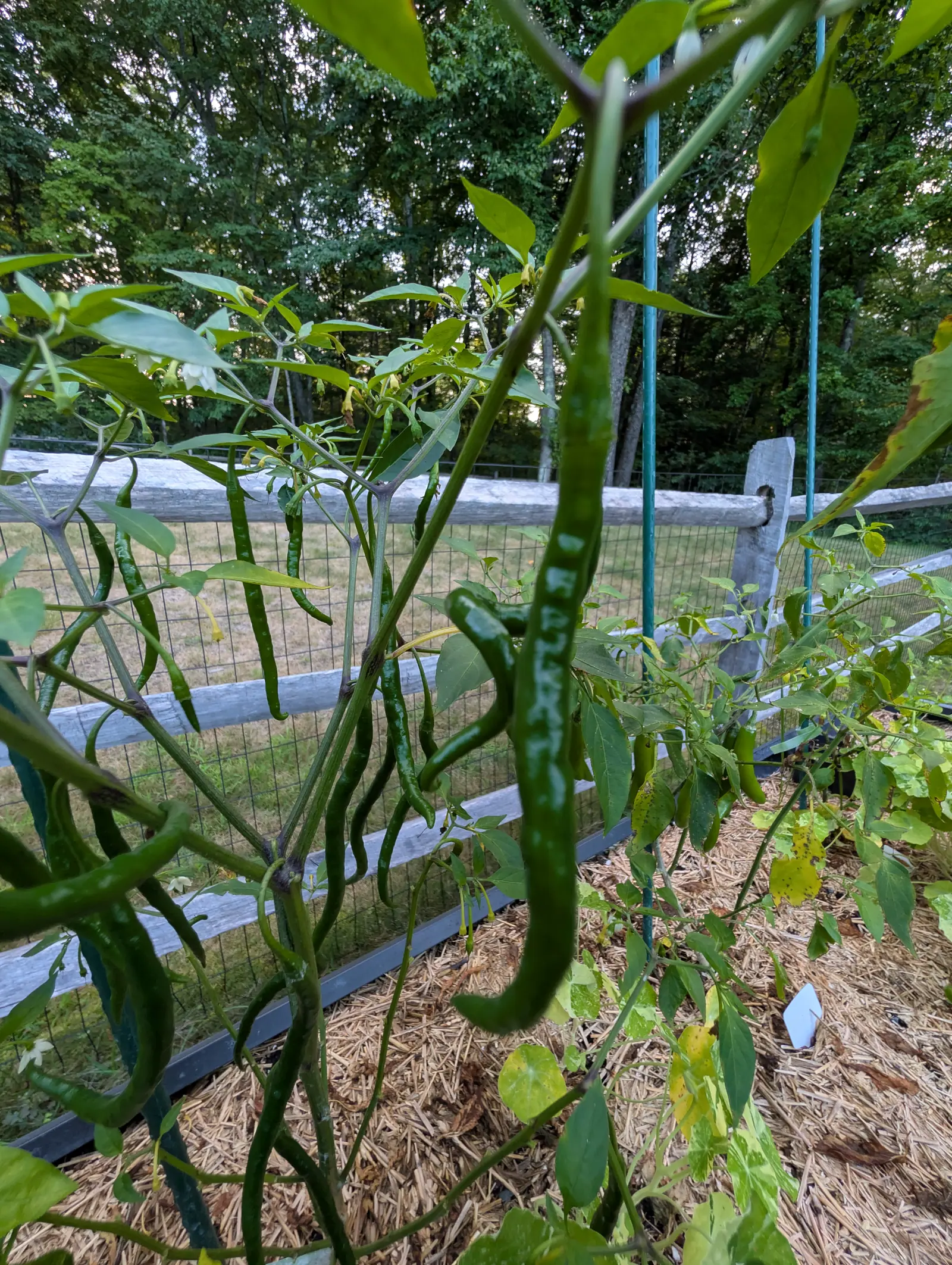 A long slim dark green chilli hanging in front of a mass of others on the same plant, against a grey split-rail fence and wire mesh, with straw mulch and a white label below.