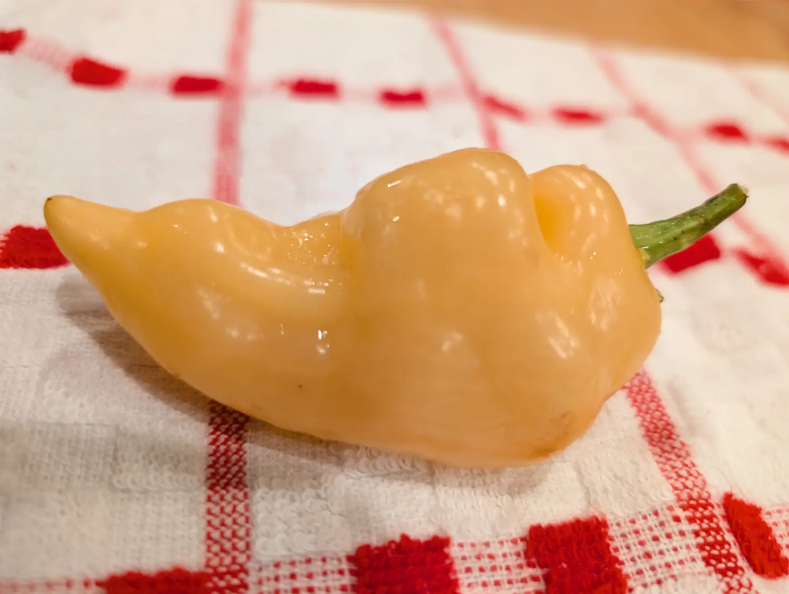 A single pale peach-cream pepper, wrinkled and curved with a short green stalk, lying on a white kitchen cloth checked in red.
