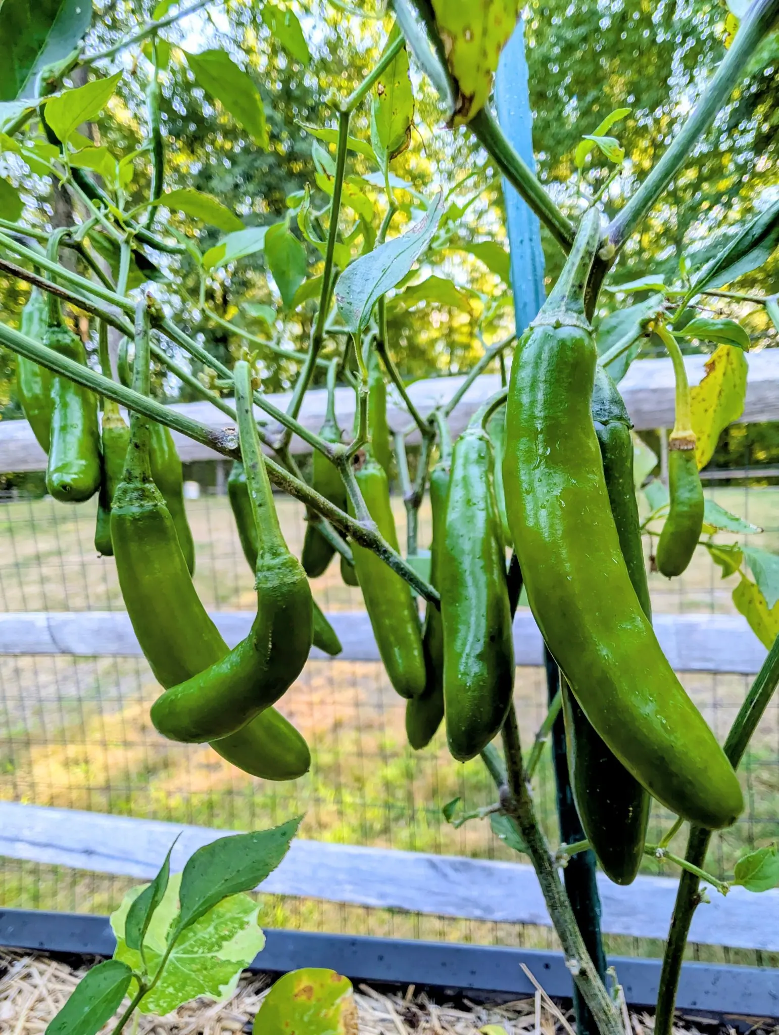 A pepper plant hung with fat blunt green chillies in clusters around a blue-green metal stake, with a grey split-rail fence and wire mesh behind and straw mulch below.