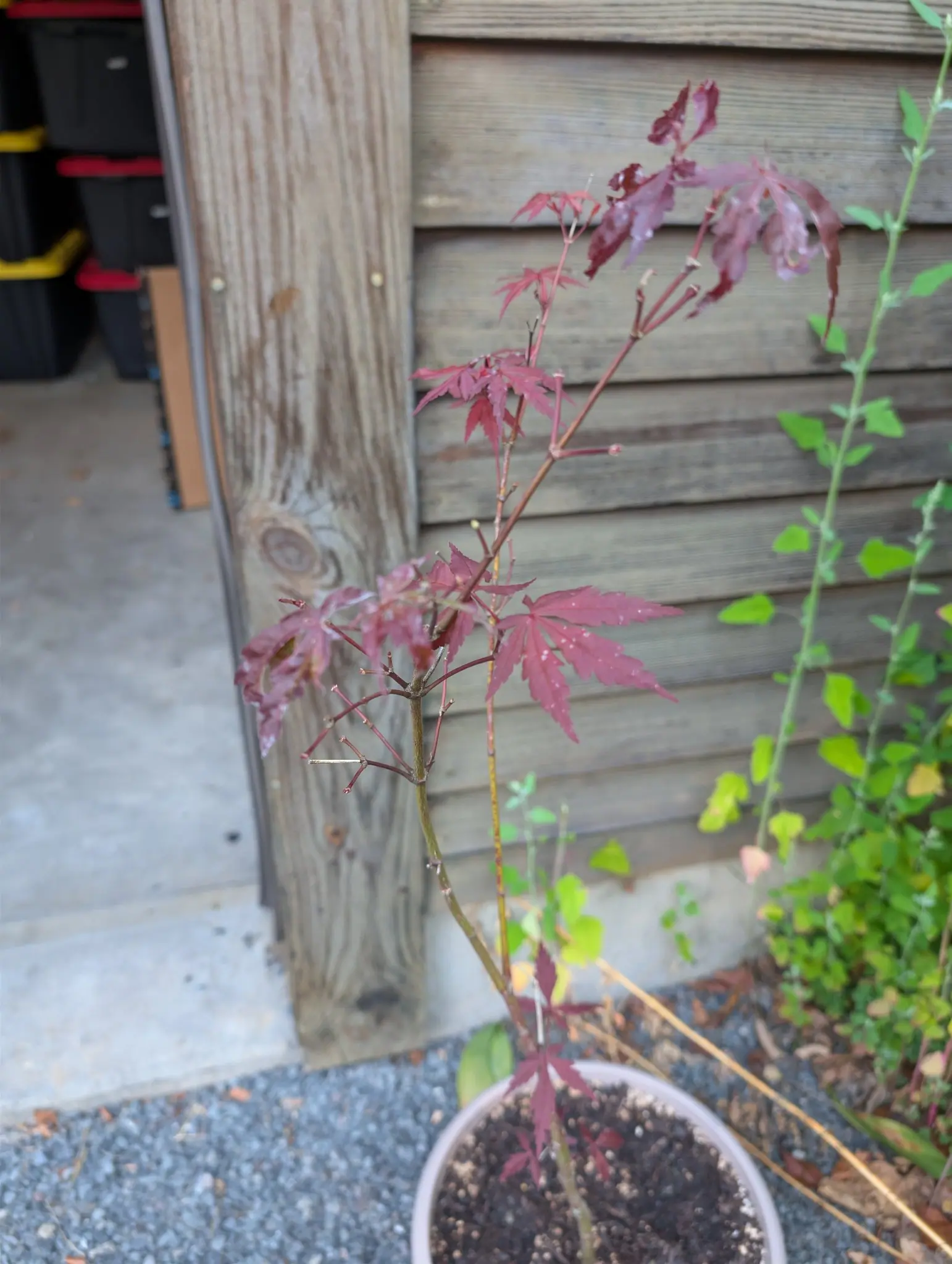 A slender young tree in a white pot on gravel against weathered wooden siding, its thin stems carrying deeply cut star-shaped leaves in dark red-purple. Green foliage of another plant crosses the frame at right; storage bins are stacked behind.