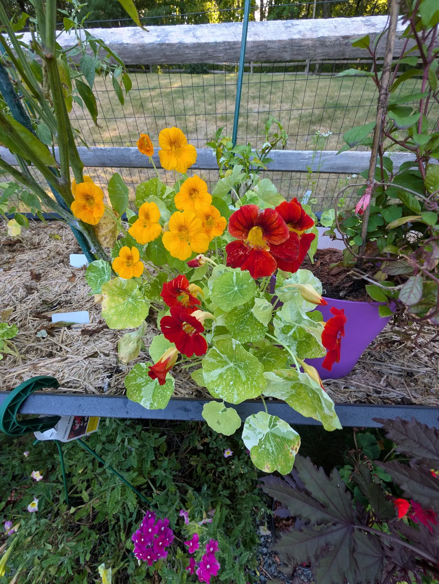 Round pale-green leaves splashed with cream, and open five-petalled flowers in gold, tangerine and deep scarlet, spilling over a metal edging rail onto straw mulch. A purple pot and dark red-leaved plants sit behind, with magenta flowers lower right.