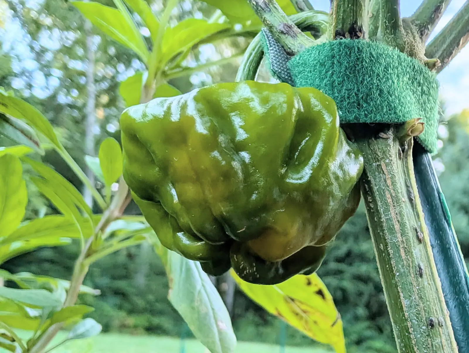 A large lumpy dark green pepper hanging beside a thick stem strapped to a cane with a green velcro tie, its skin glossy, with blurred foliage and pale sky behind.