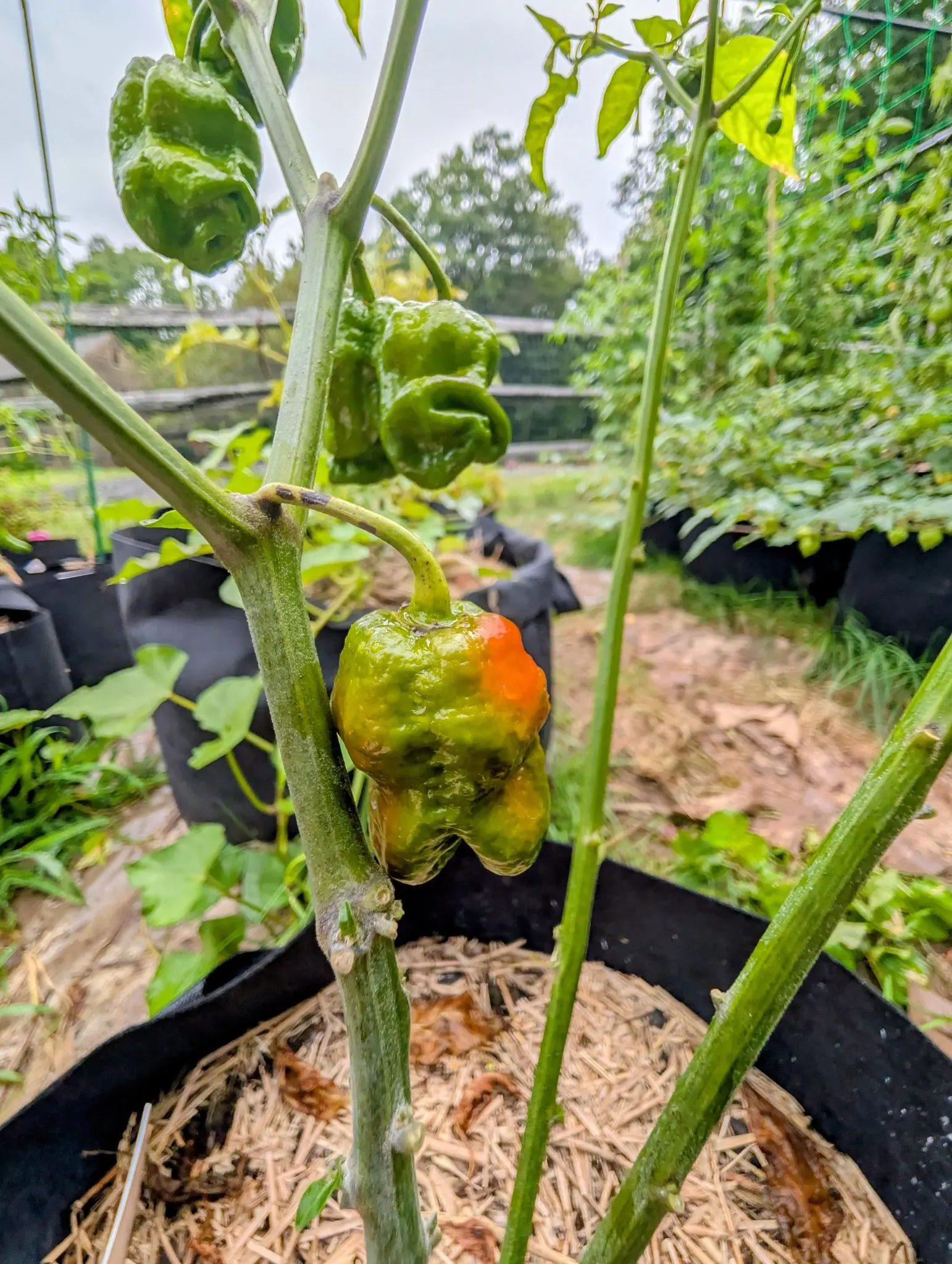 A wrinkled green pepper flushing orange across one shoulder, hanging on a thick stem above a straw-mulched black fabric grow bag, with more green fruit above and a rail fence behind.