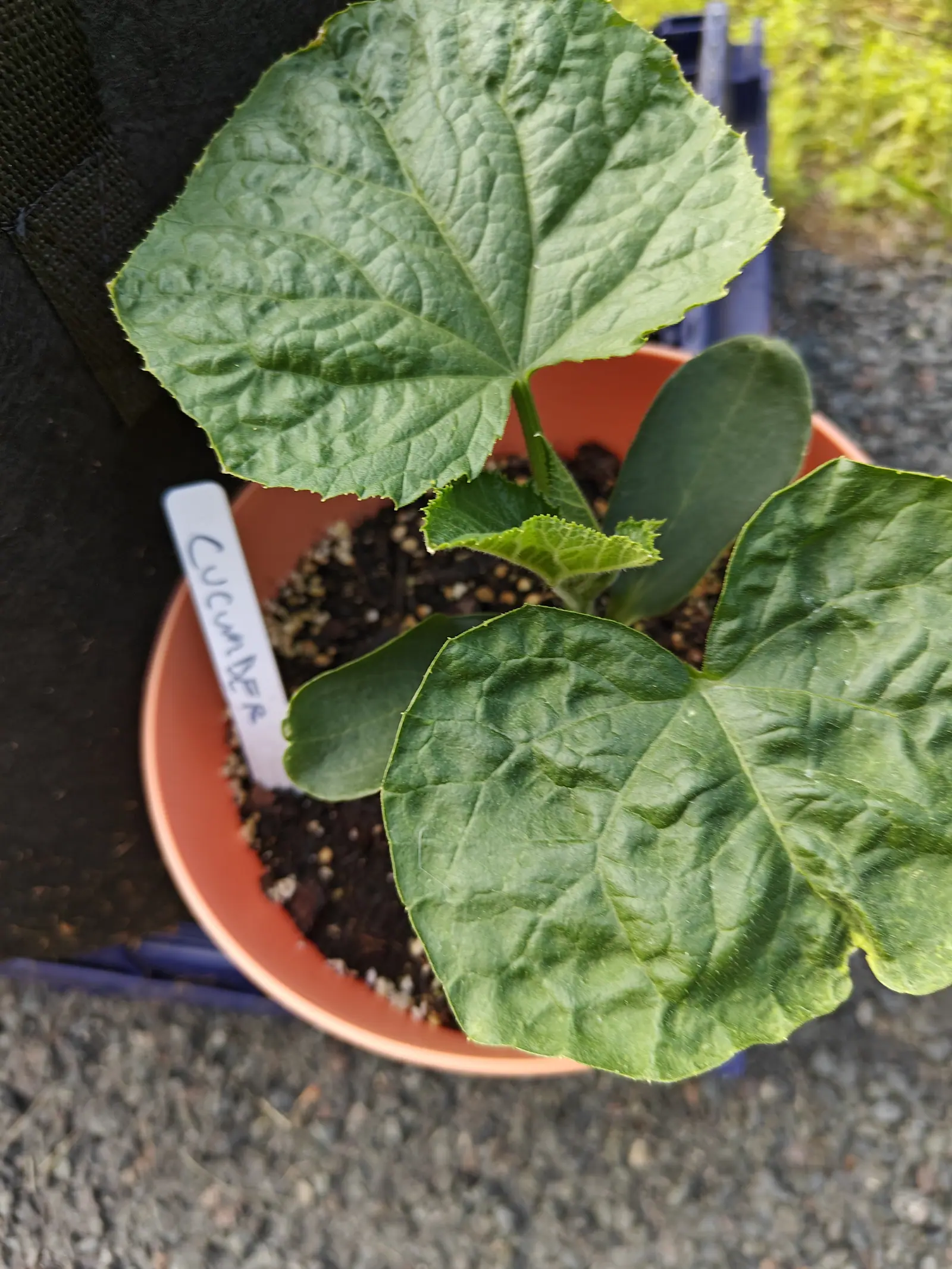 A cucumber seedling seen from above in a terracotta plastic pot, four broad heart-shaped leaves spread over dark compost, a handwritten label leaning at the rim.