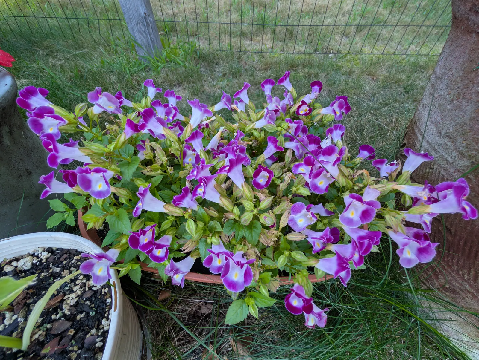 A long low trough spilling over with trumpet-shaped flowers, each deep purple at the mouth and shading to pale lilac and white at the throat, above small bright green leaves. The trough stands on mown grass against a tree trunk.