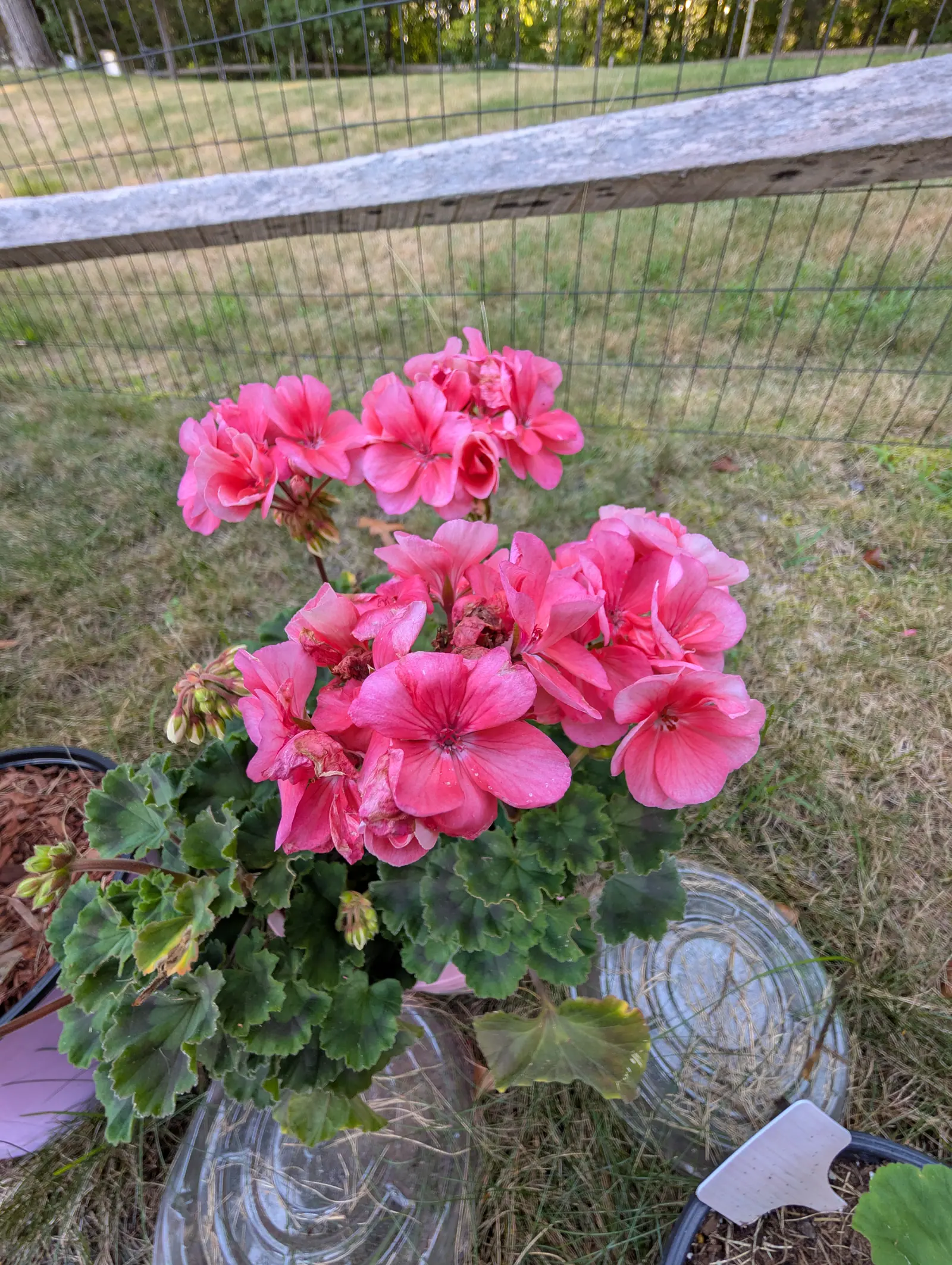 A salmon-pink geranium in full flower, several rounded heads above scalloped green leaves, standing in a dark pot beside clear glass domes with a grey split-rail fence behind.