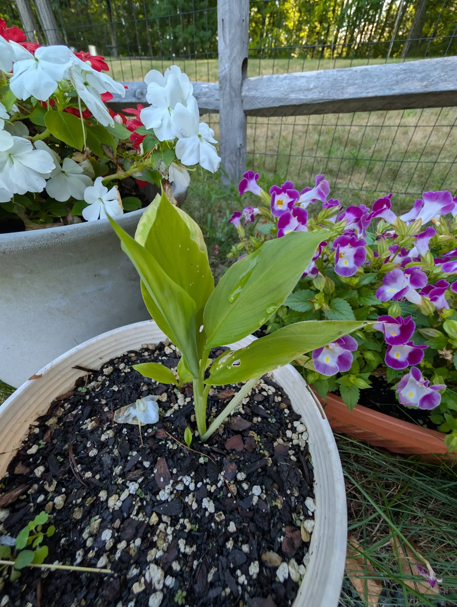 A young shoot with broad lance-shaped leaves in a cream ceramic pot of dark compost flecked with perlite, between white impatiens and a terracotta pot of purple-and-white flowers.