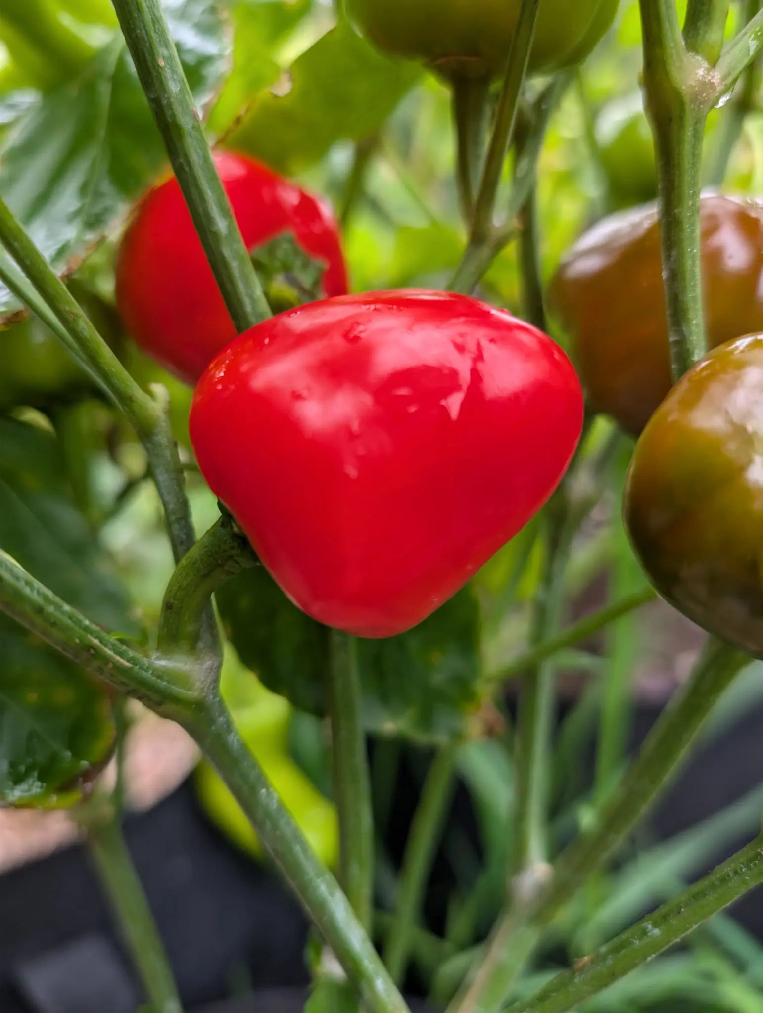 A glossy scarlet pepper hanging among green stems, broad at the shoulders and tapering to a rounded point, water still beaded on its skin. Two more hang out of focus behind it, one green and one turning brown-red.