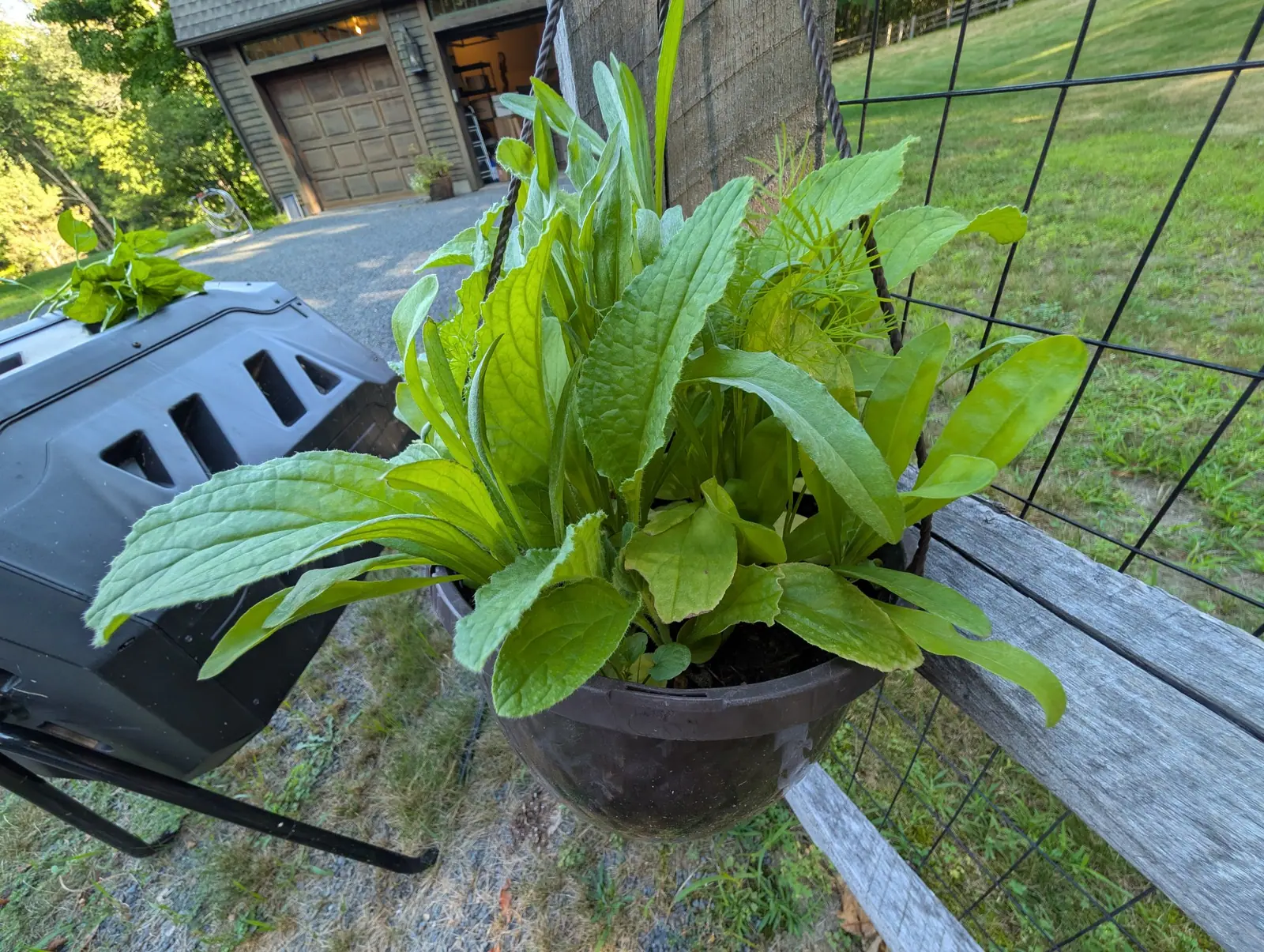 A wide black plastic bowl planter of upright strap-shaped and broad crinkled leaves in bright yellow-green, standing on a gravel drive beside a black compost bin and a wire fence. A garage and mown lawn are visible behind.