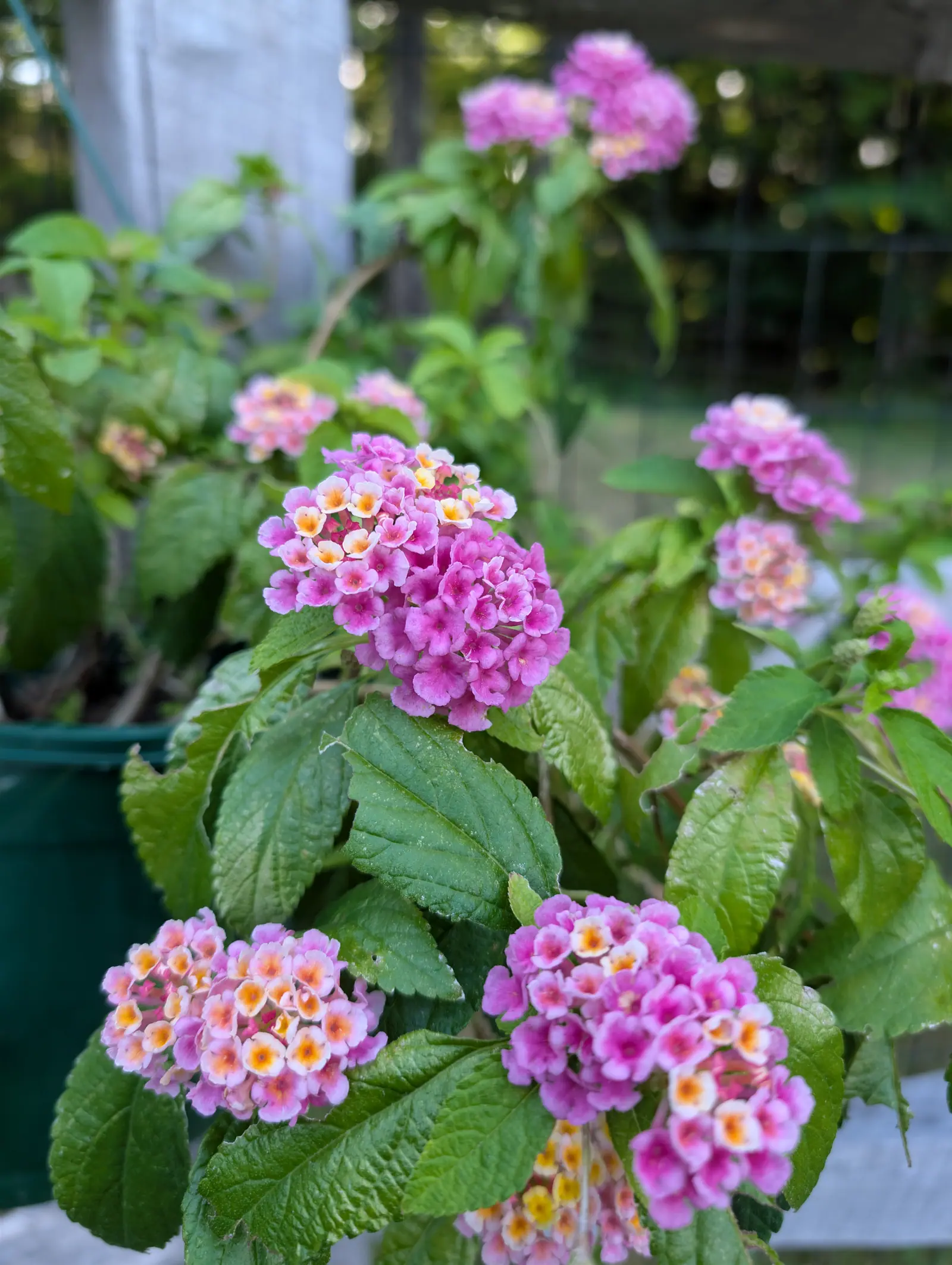 Several domed flower heads of small pink and cream florets, each with an orange-yellow eye, spread across a leafy plant in a green pot, with a wire fence and mown grass out of focus behind.
