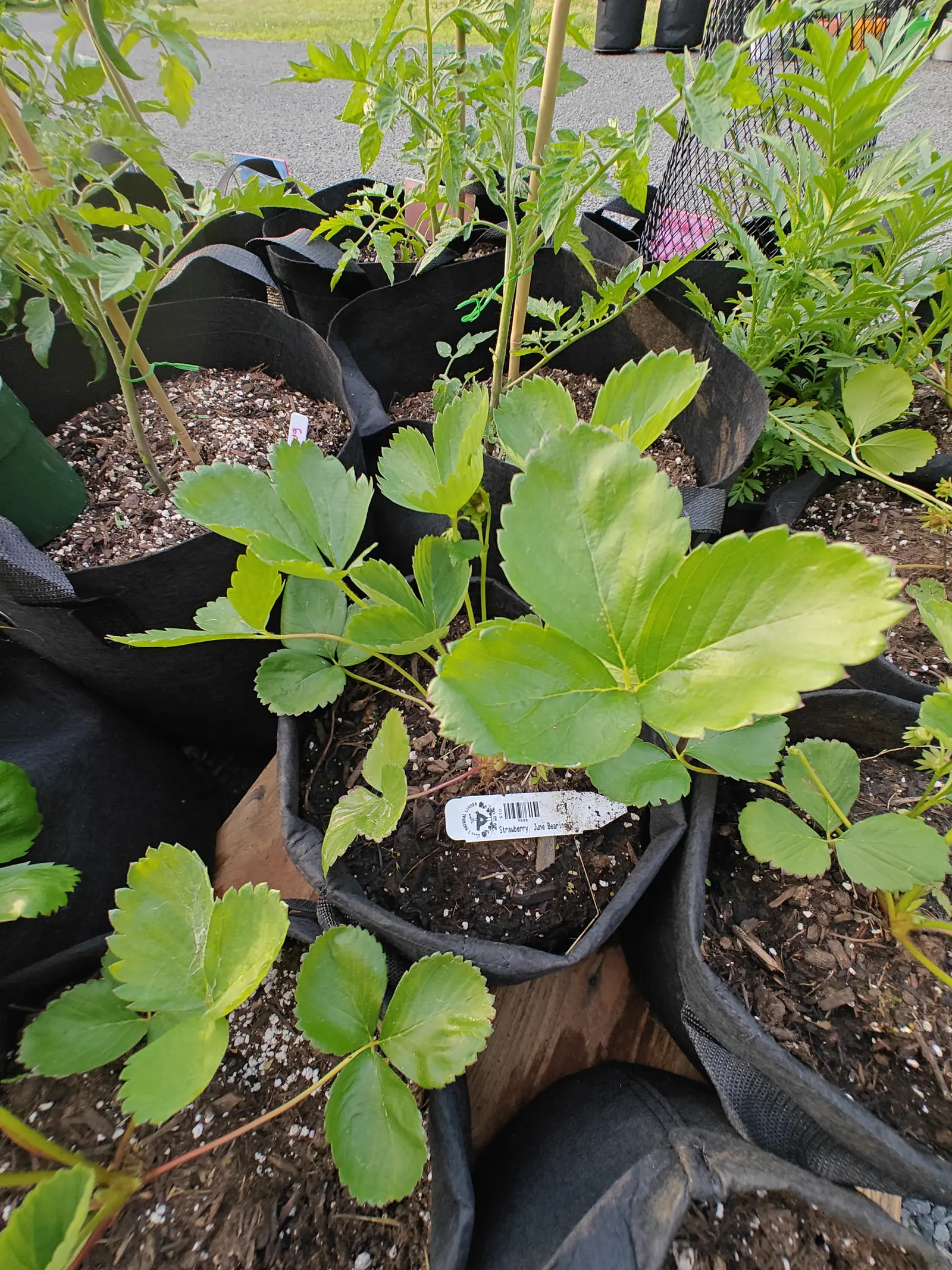 Young strawberry plants with toothed three-part leaves in black fabric grow bags packed together on gravel, a barcoded nursery label pushed into the compost, with tomato plants and a cane behind.