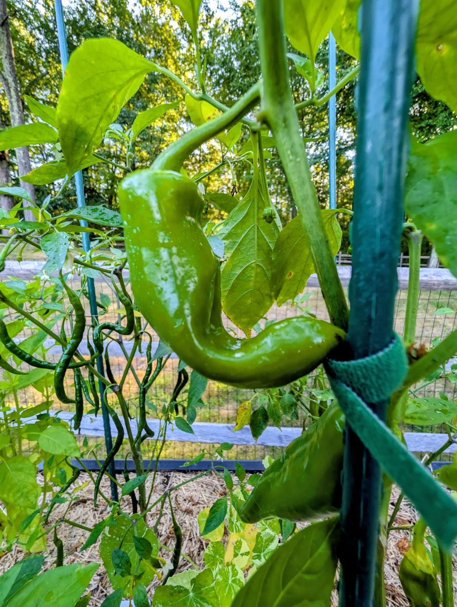 A long curving pale green pepper hanging beside a green metal stake bound with a velcro strap, with a wire fence, straw mulch and woodland behind.