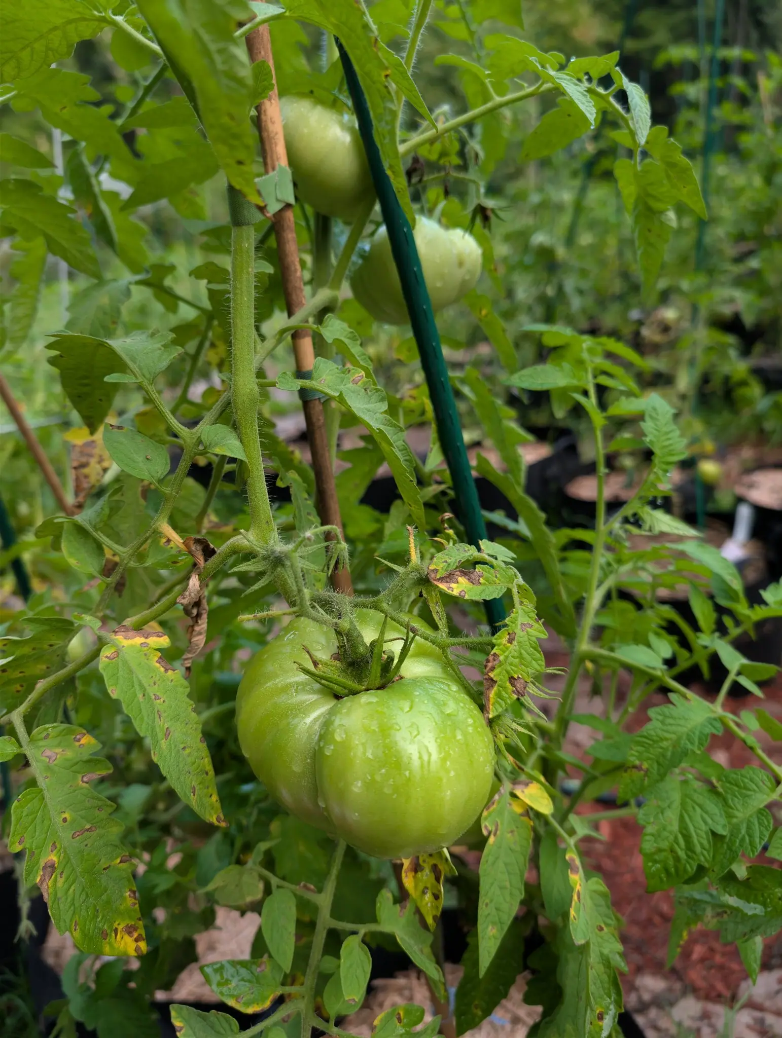 A large green beefsteak tomato beaded with rain under a spidery calyx, a bamboo cane and green stake rising behind it, with more green fruit above and yellowing spotted leaves below.
