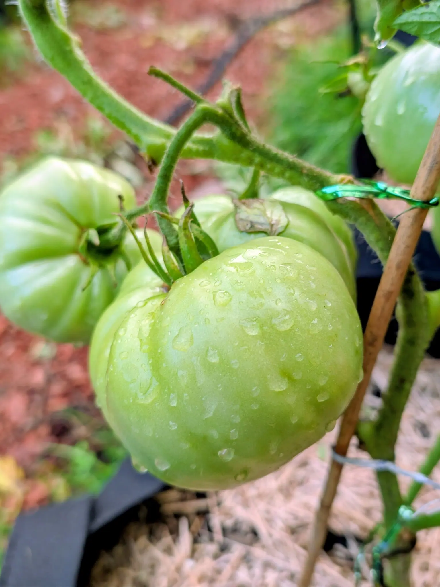Two large ribbed green tomatoes covered in raindrops on a thick hairy stem, a bamboo cane tied with green twine beside them and red-orange mulch blurred behind.