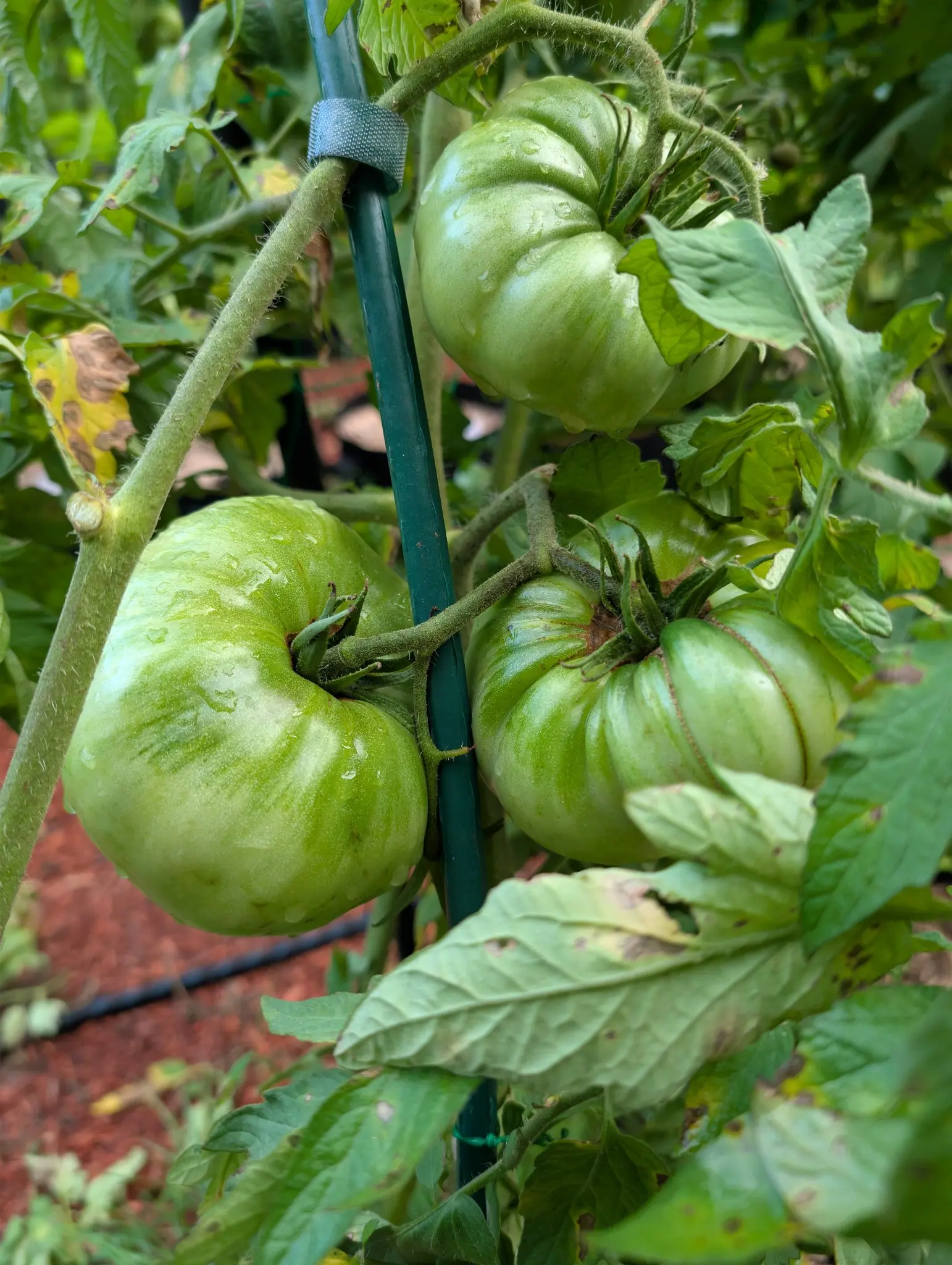 Three large ribbed green tomatoes clustered around a green metal stake bound with a black velcro tie, their shoulders faintly striped, with brown-spotted leaves and red-orange mulch beneath.