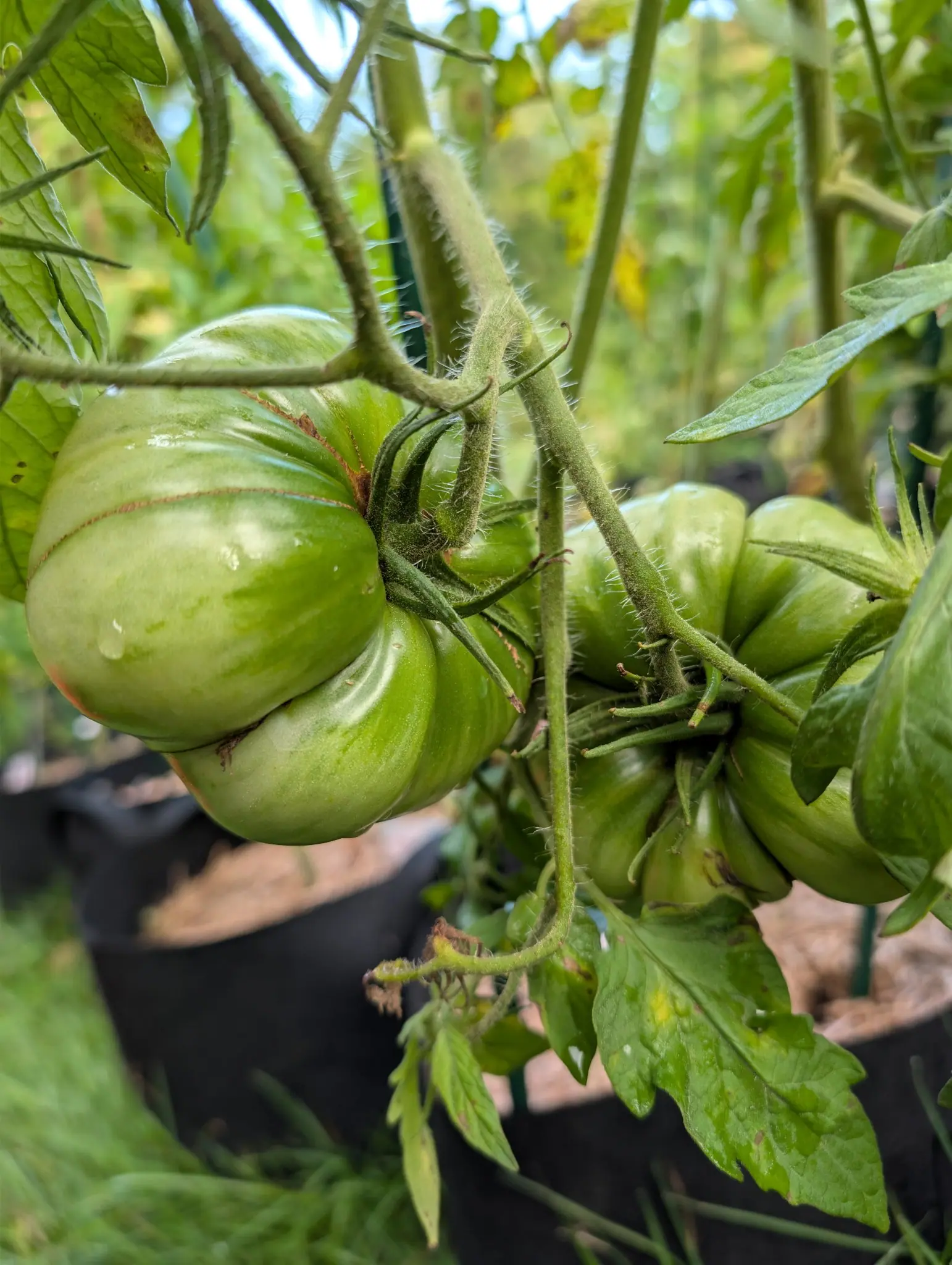 A cluster of large, deeply ribbed green tomatoes hanging from a hairy stem, each still hard and unripe, with foliage and stakes out of focus behind.