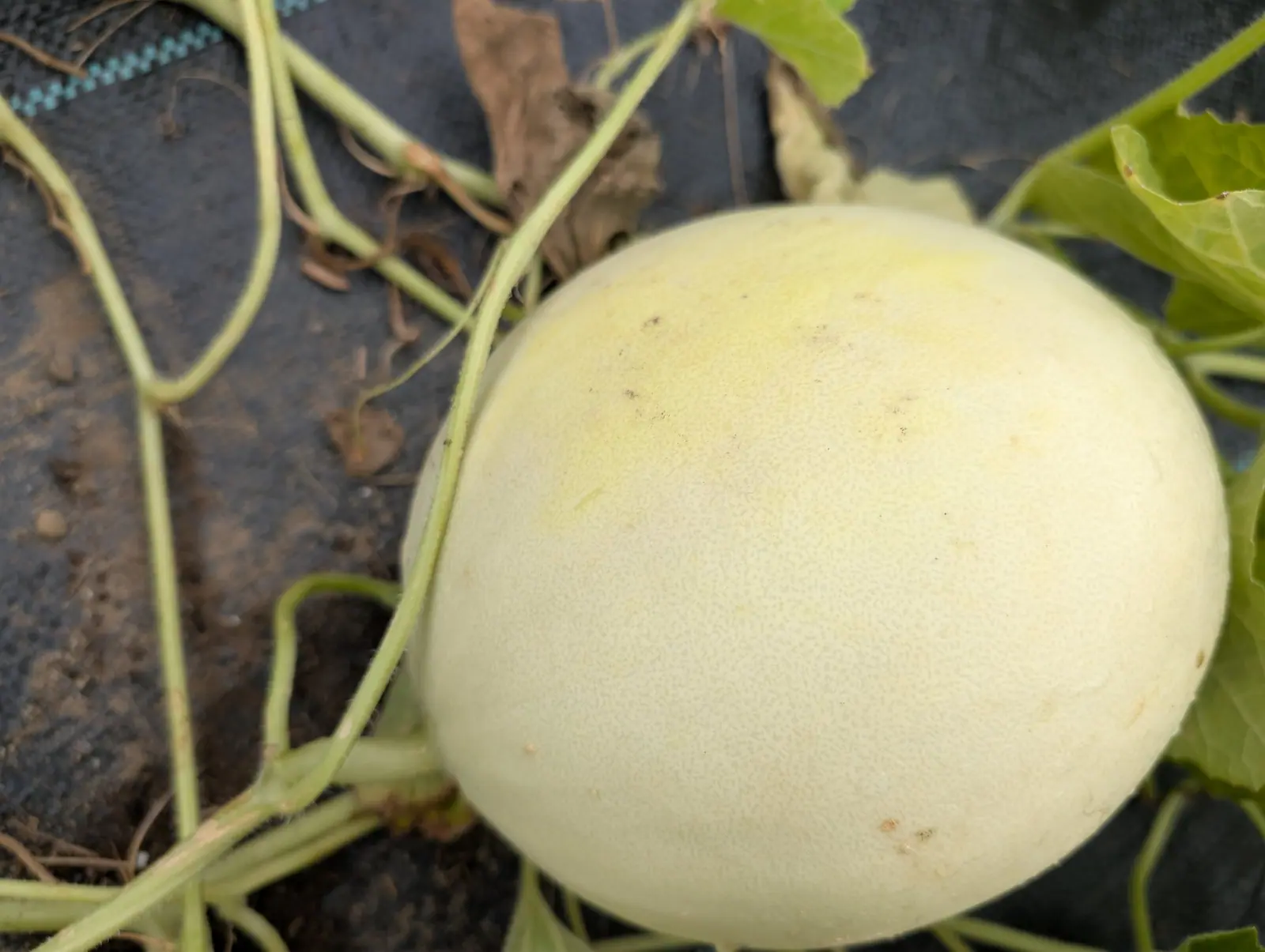 A pale cream-yellow melon, faintly netted across its skin, resting on black landscape fabric with dried tendrils and stems curling around and over it.