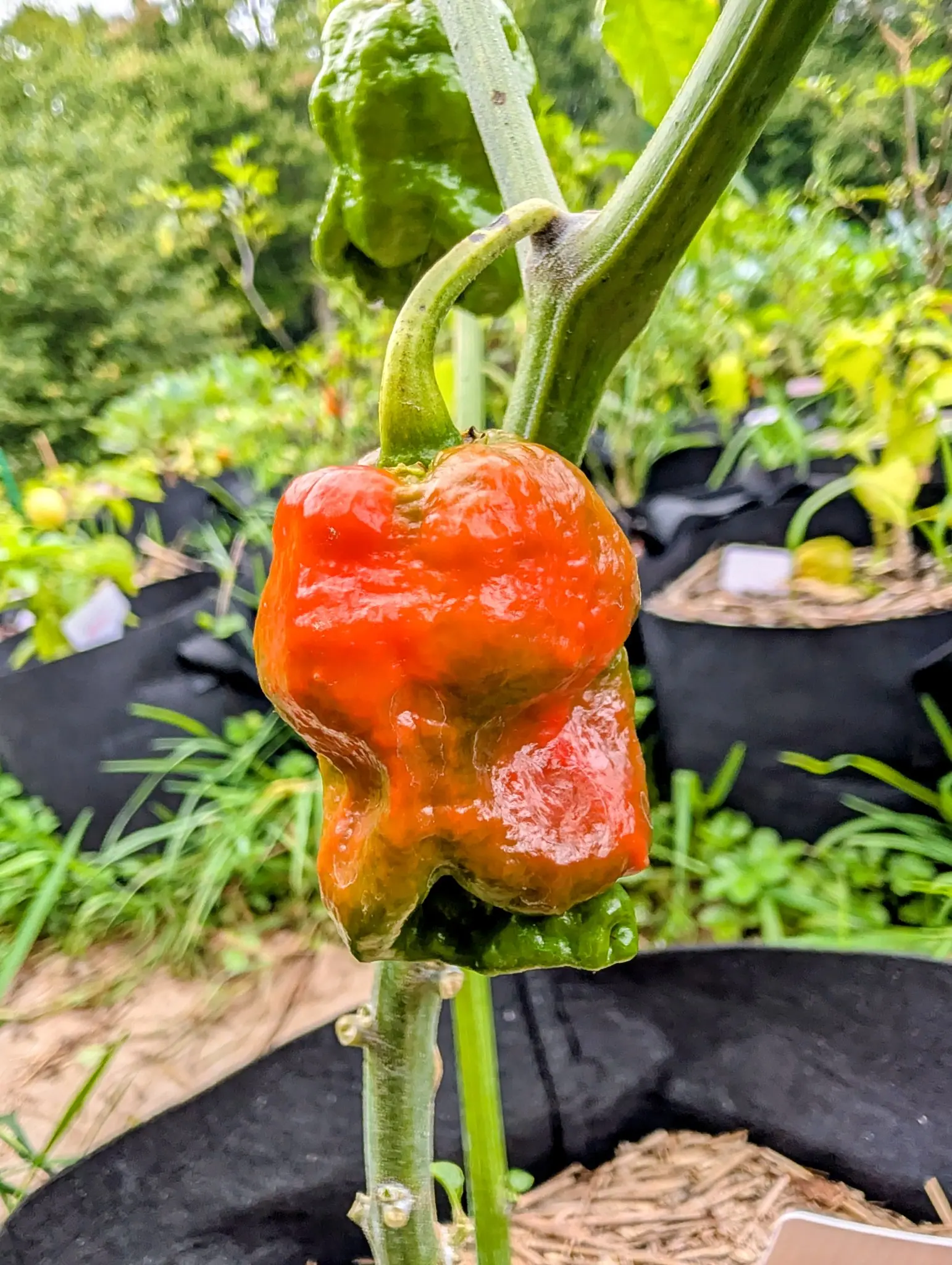 A lumpy pepper ripened glossy orange-red with its base still green, hanging on a thick stem, with straw-mulched black fabric grow bags and white labels blurred behind.