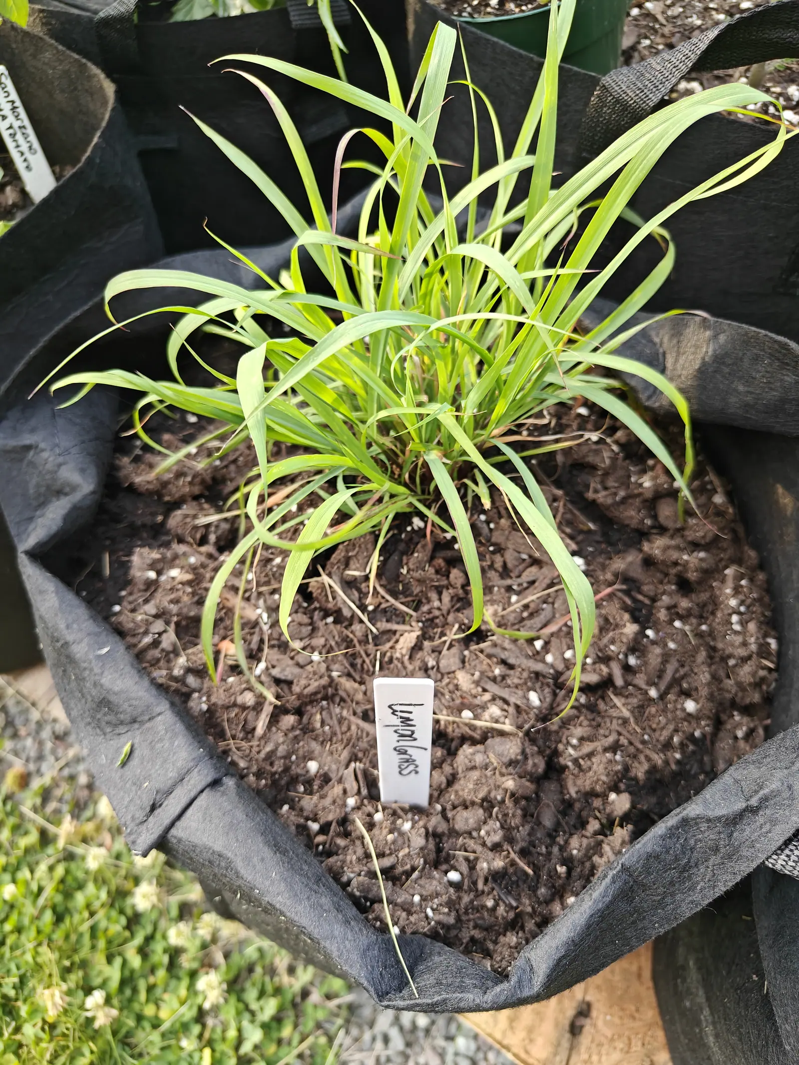 A clump of lemongrass throwing up narrow arching blades from a black fabric grow bag, its dark compost flecked with perlite, a handwritten label pushed in beside it.