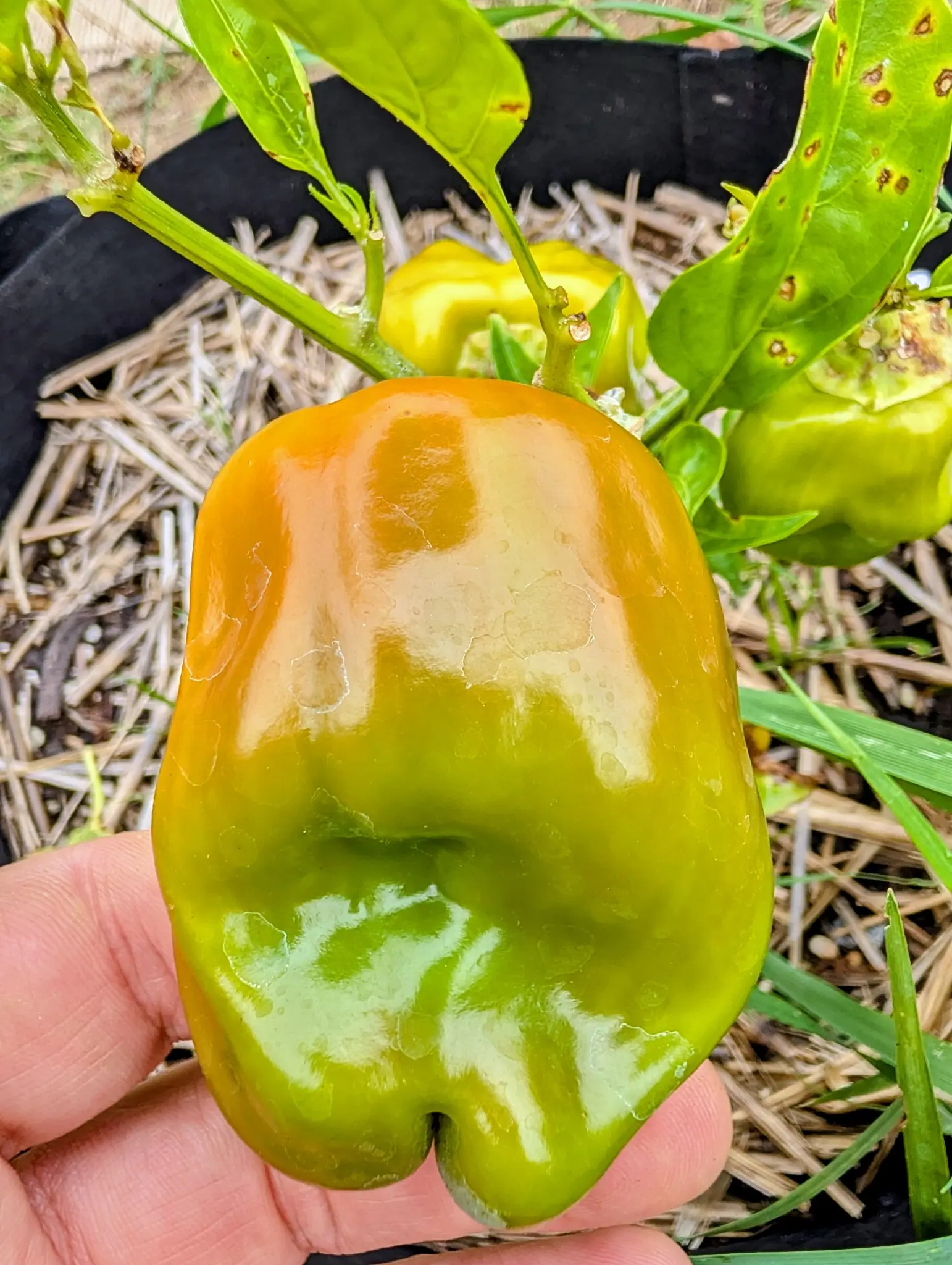 A blocky bell pepper held in an open hand, its skin still green across the bottom and ripening to orange over the shoulders, above straw mulch and a black fabric grow bag.