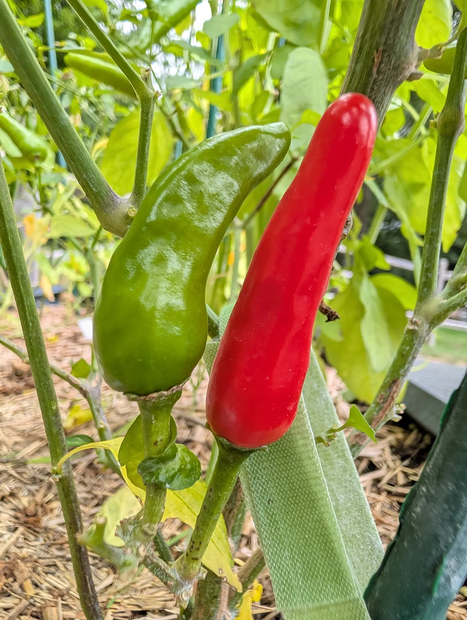 Two peppers side by side on the plant — one short, blunt and still green, the other long, slender and glossy scarlet — against a green stake and straw mulch.