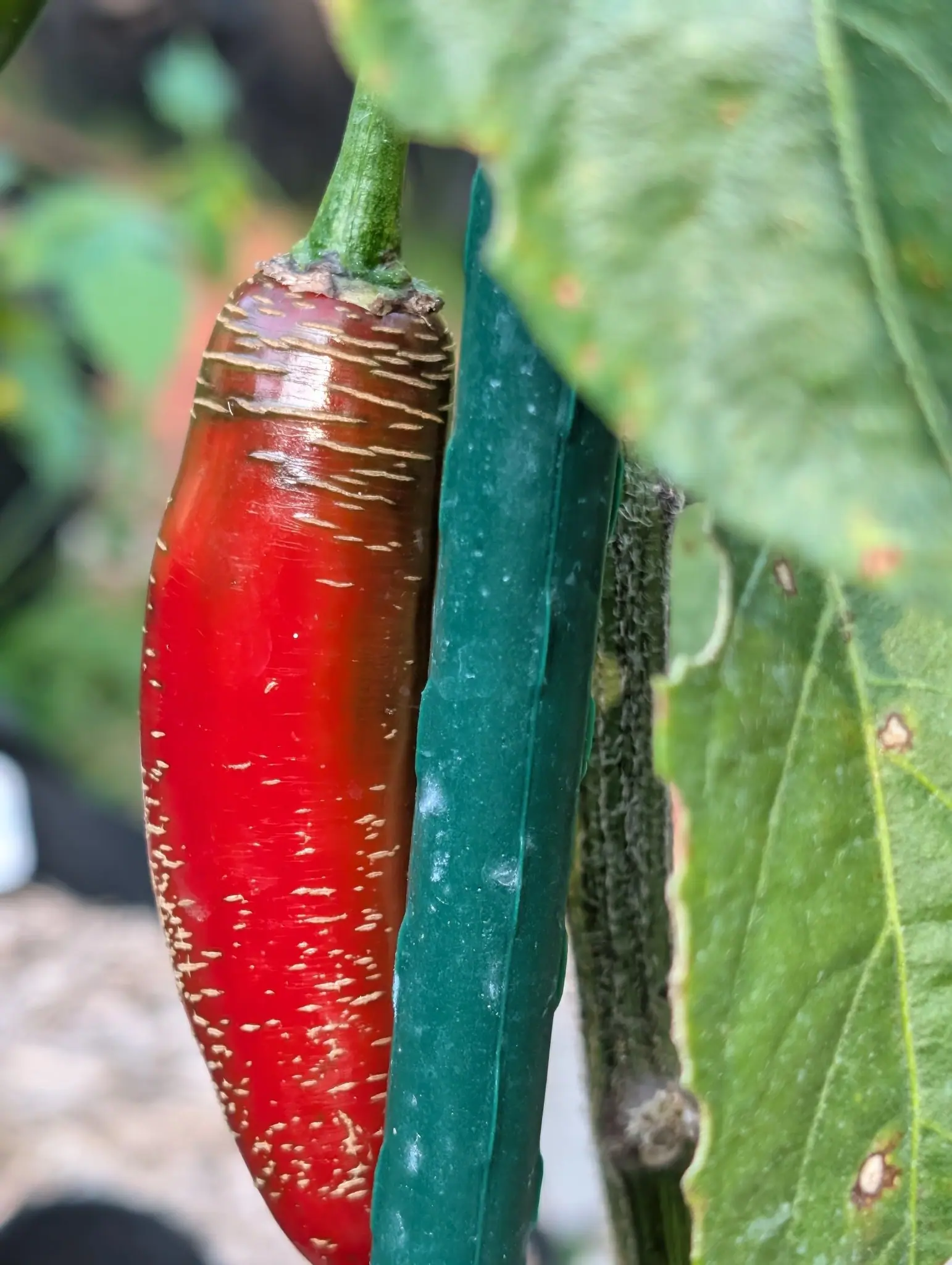 A scarlet chilli close on the plant, tan corky stripes crazing its skin, hanging against a green metal stake with a broad leaf behind.