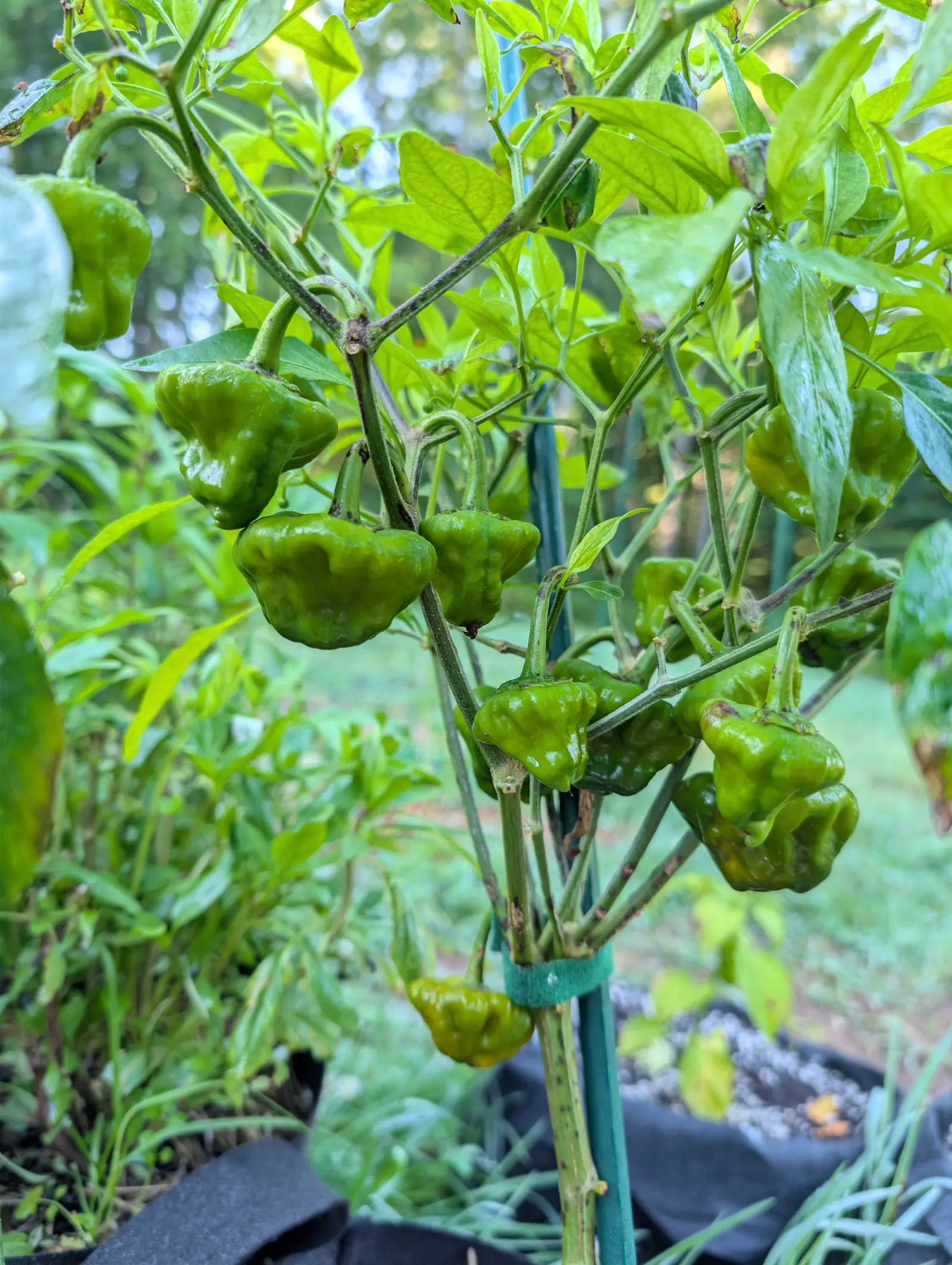 A pepper plant hung with squat lobed green fruit along its stems, tied to a green metal stake with a velcro strap, with black fabric bags and lawn behind.