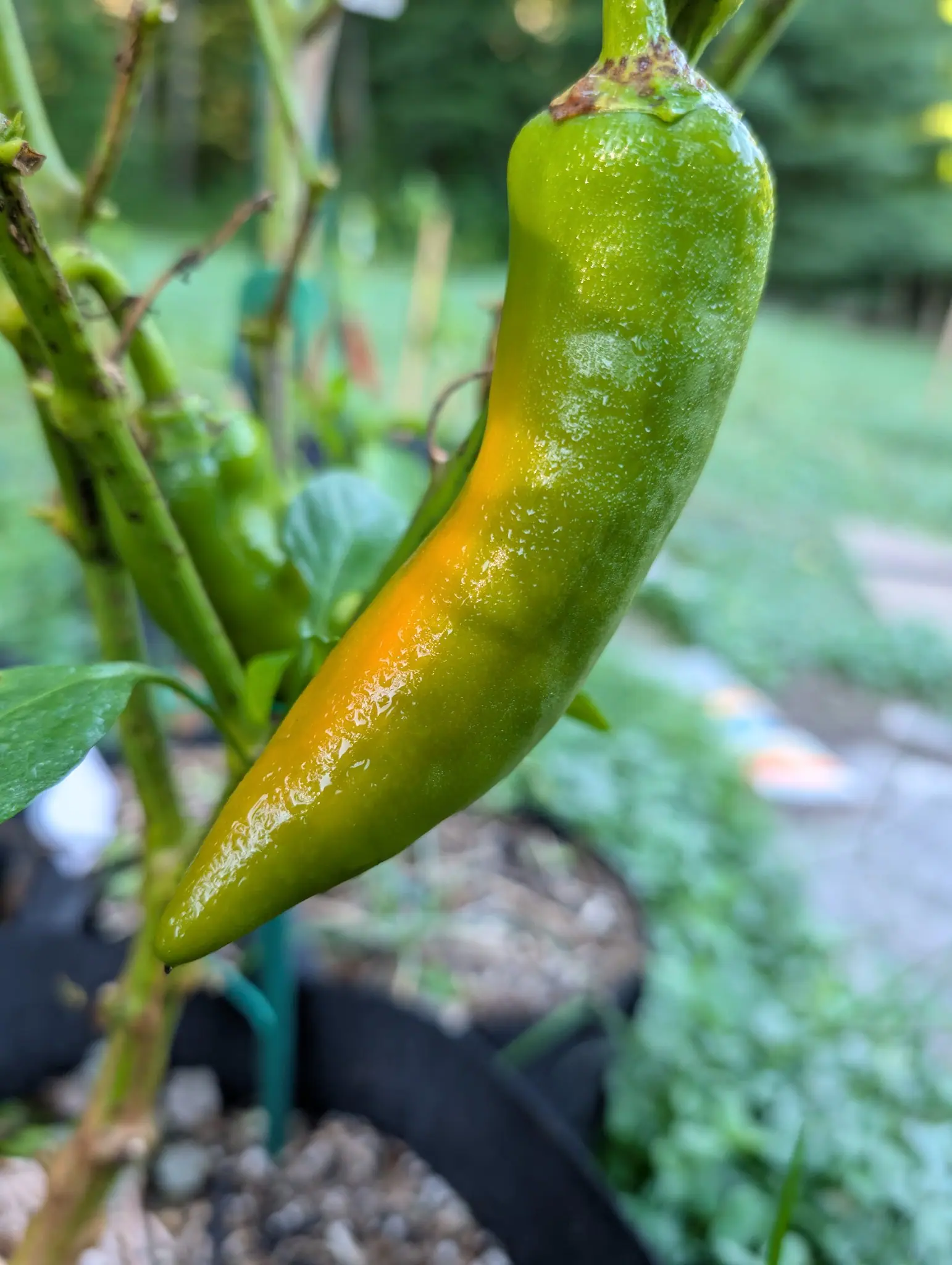 A tapering pepper hanging on the plant, green at the shoulder and shading to a bright yellow-orange stripe down its side, with a green stake and gravel-topped pot below.