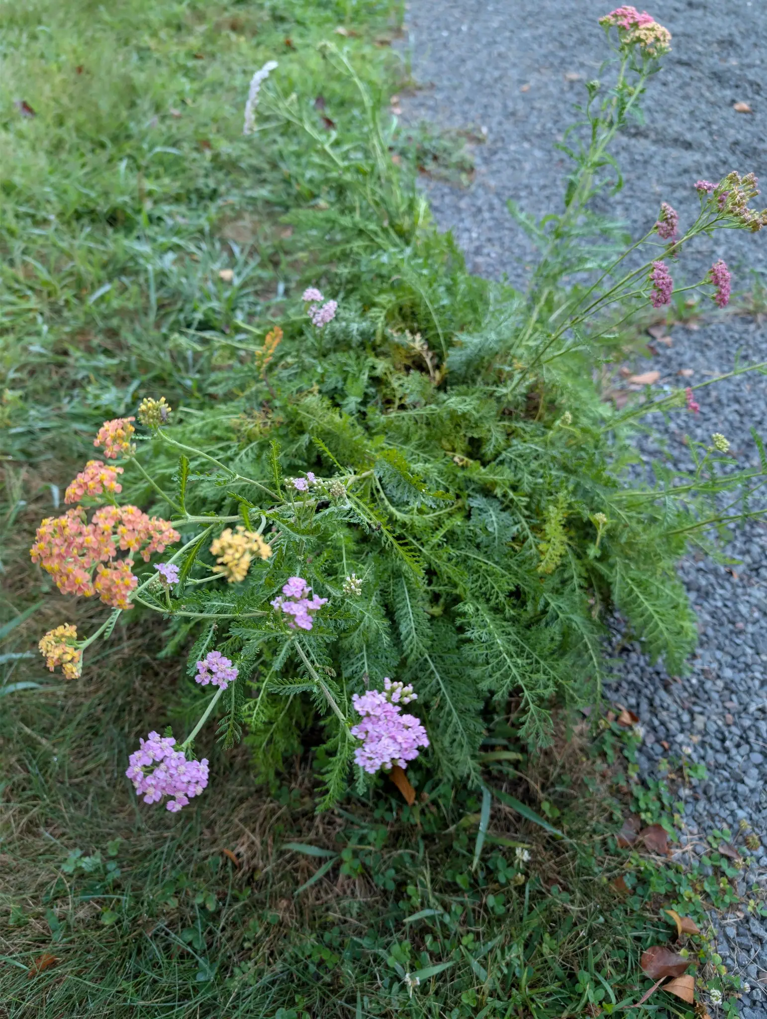 A sprawling clump of yarrow at a gravel edge, ferny grey-green foliage under flat-topped flower heads in apricot, lemon, lilac and dusty rose, with mown grass beside it.