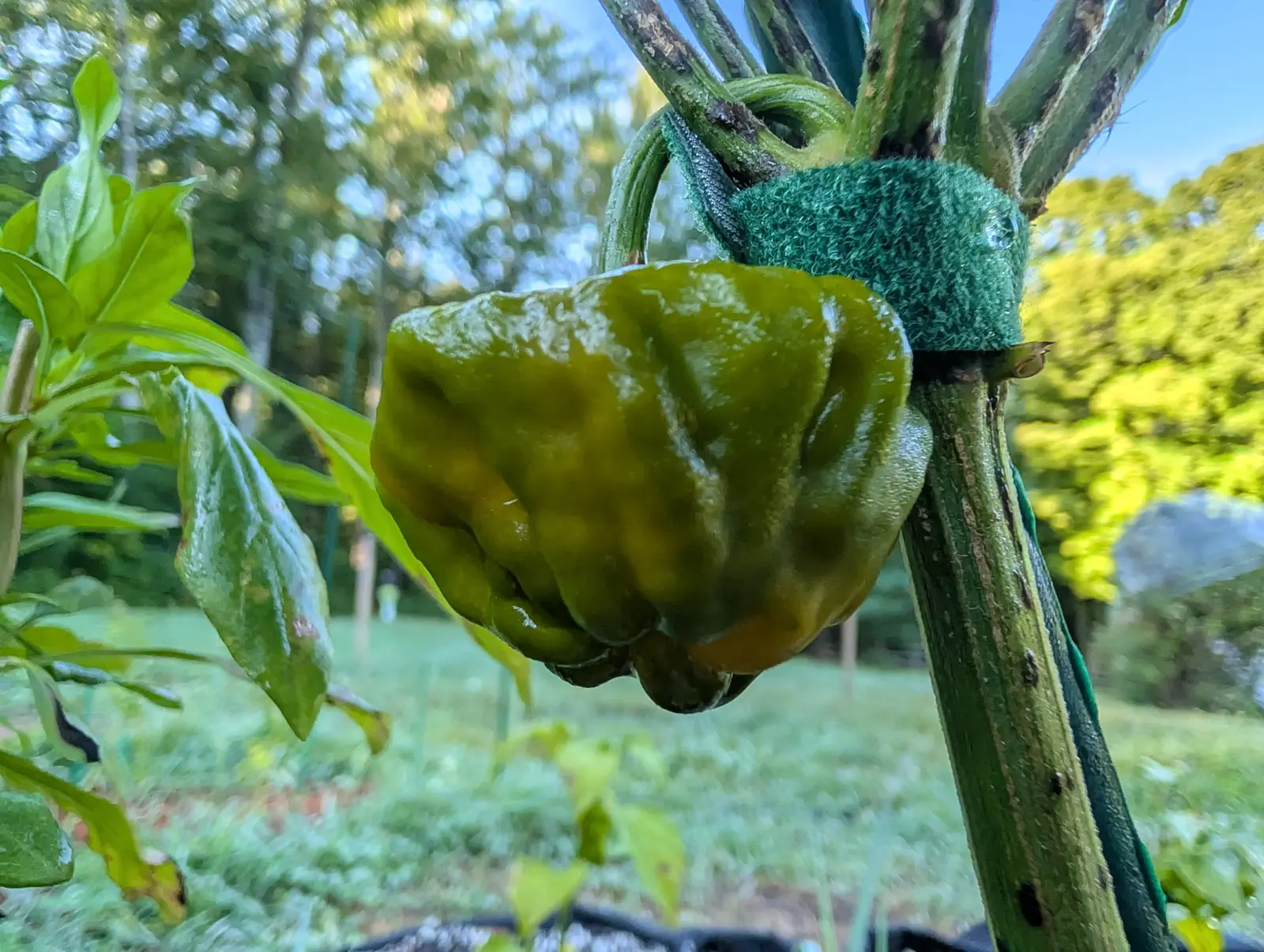 A squat lobed dark green pepper hanging from a stem strapped to a stake with a green velcro tie, with lawn, trees and blue sky blurred behind.