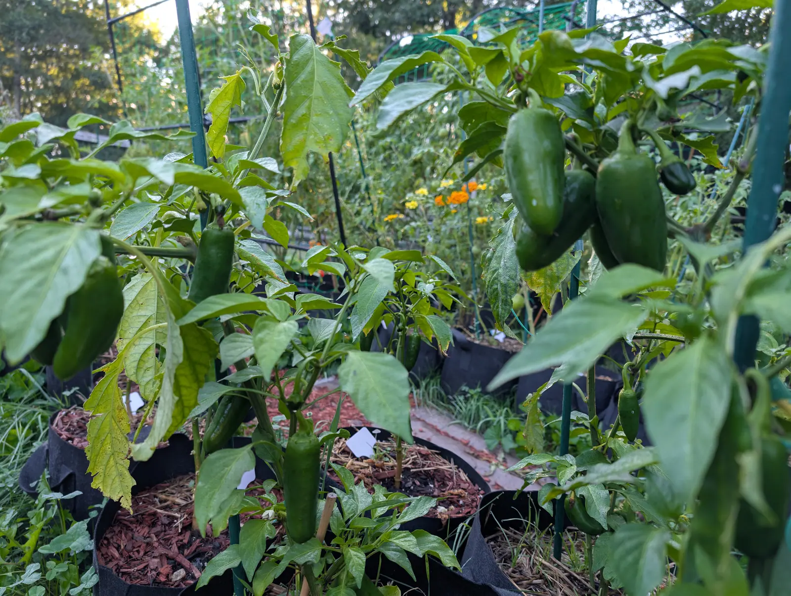 Dark green blocky peppers hanging from plants in black fabric grow bags, green stakes and white labels between them, with red-orange mulch below and orange marigolds behind.