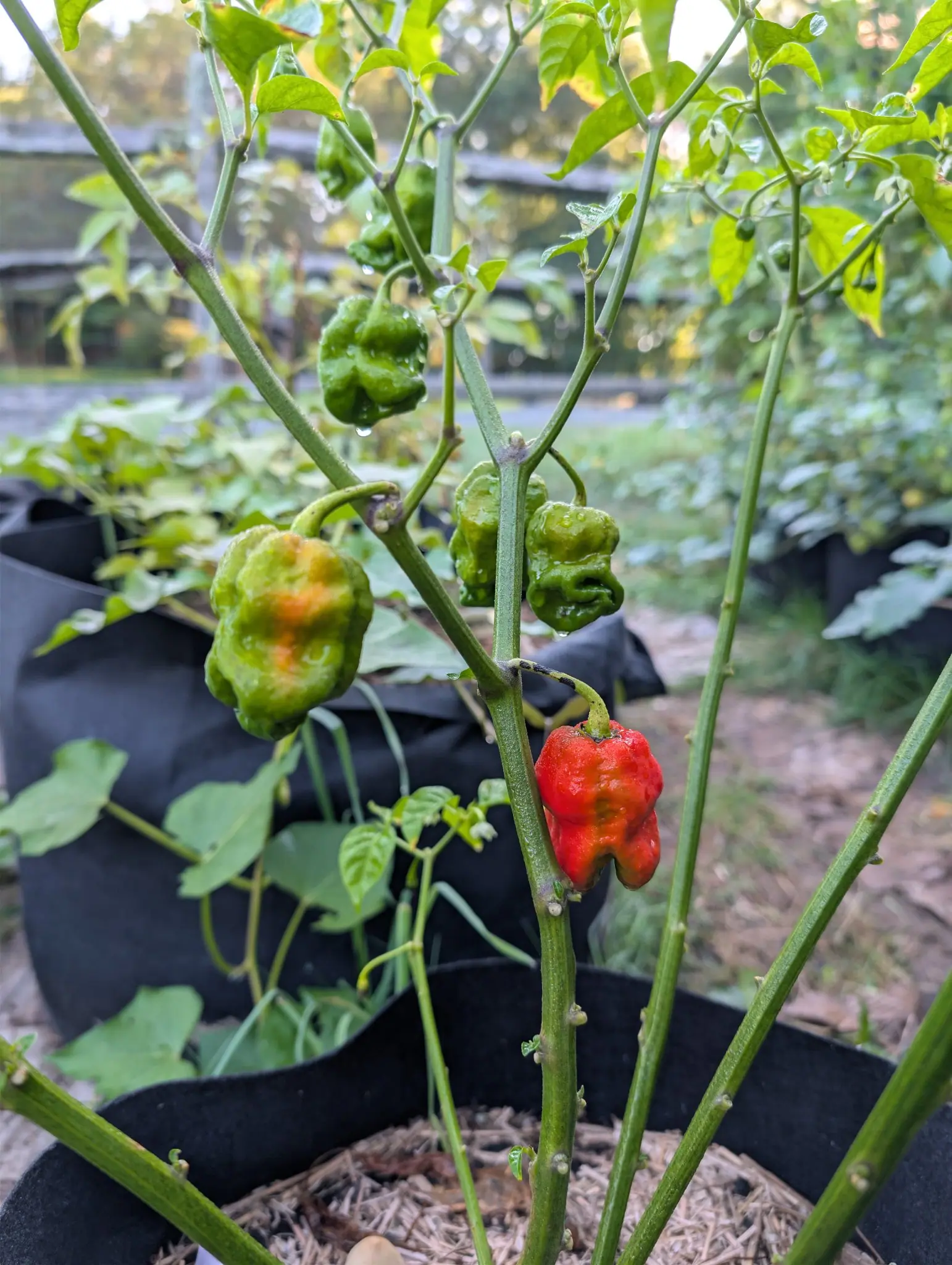 Several wrinkled lobed peppers on pale green stems, two still green, one flushing orange at the shoulder and one below fully scarlet, with black fabric grow bags and straw behind.