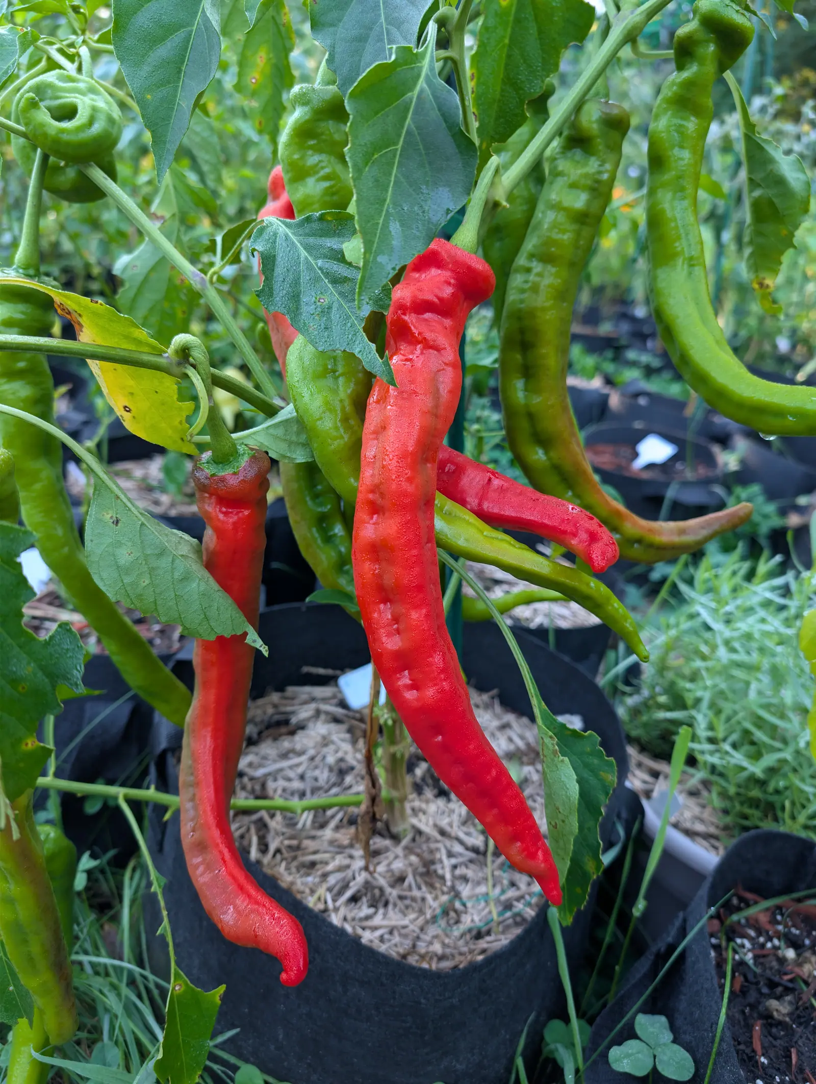 Long curving cayenne peppers hanging over a straw-topped black fabric grow bag, three fully scarlet and glossy while the rest stay pale green, with white labels among the bags behind.