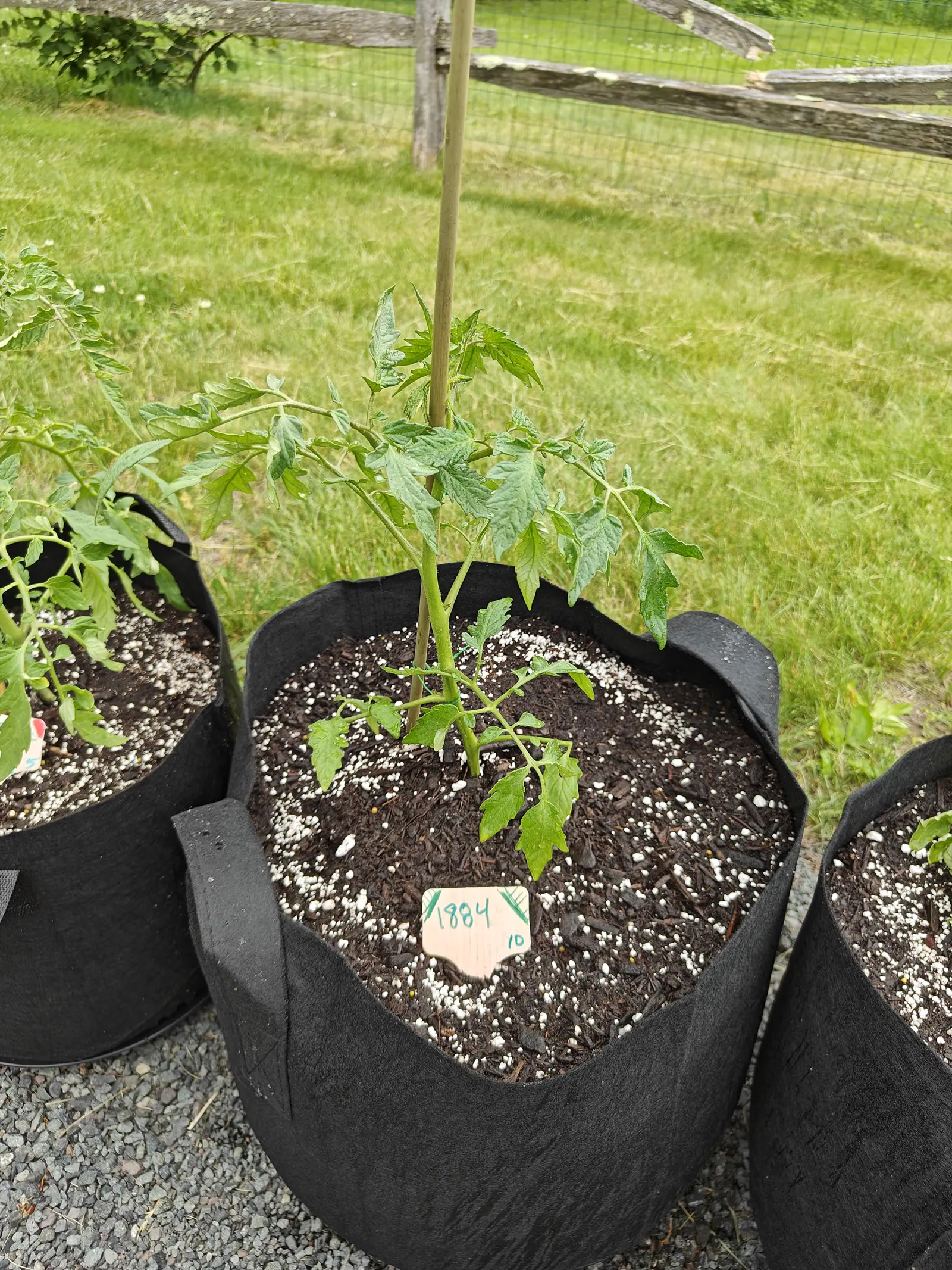 A young tomato plant newly set in a black fabric grow bag beside a bamboo cane, a handwritten label in the perlite-flecked compost, with a split-rail fence behind.