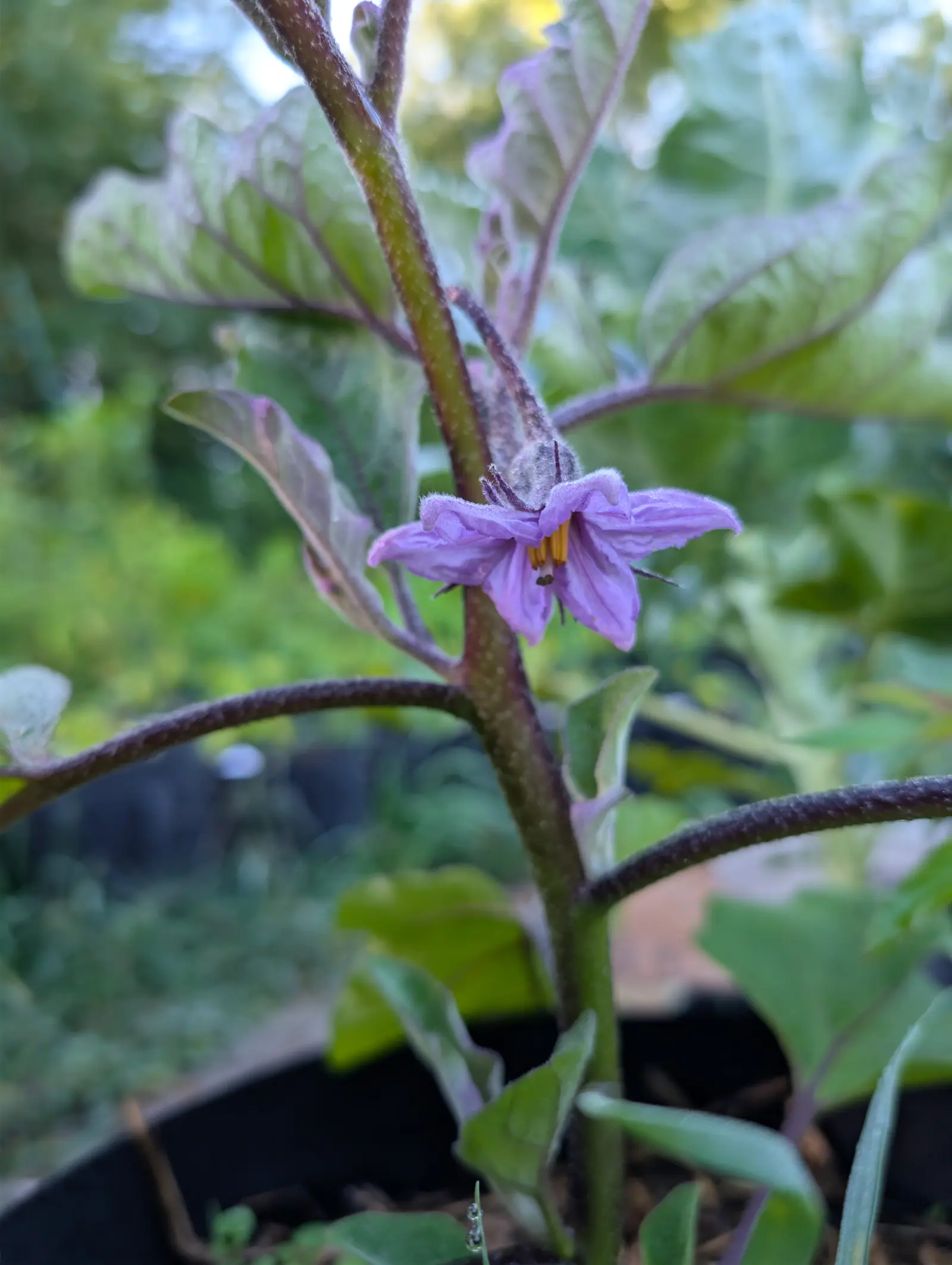 A pale violet eggplant flower open on a purple-tinged stem, five pointed petals swept back around a cone of yellow anthers. The plant's broad leaves and the black fabric pot it grows in fall out of focus behind.