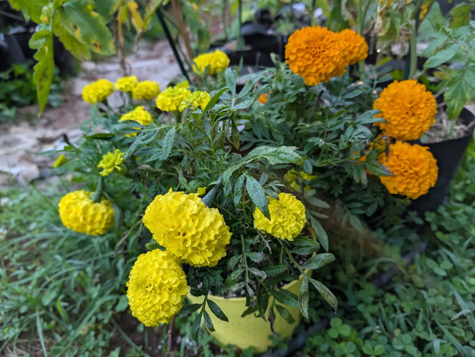 Marigolds, 26 August 2026