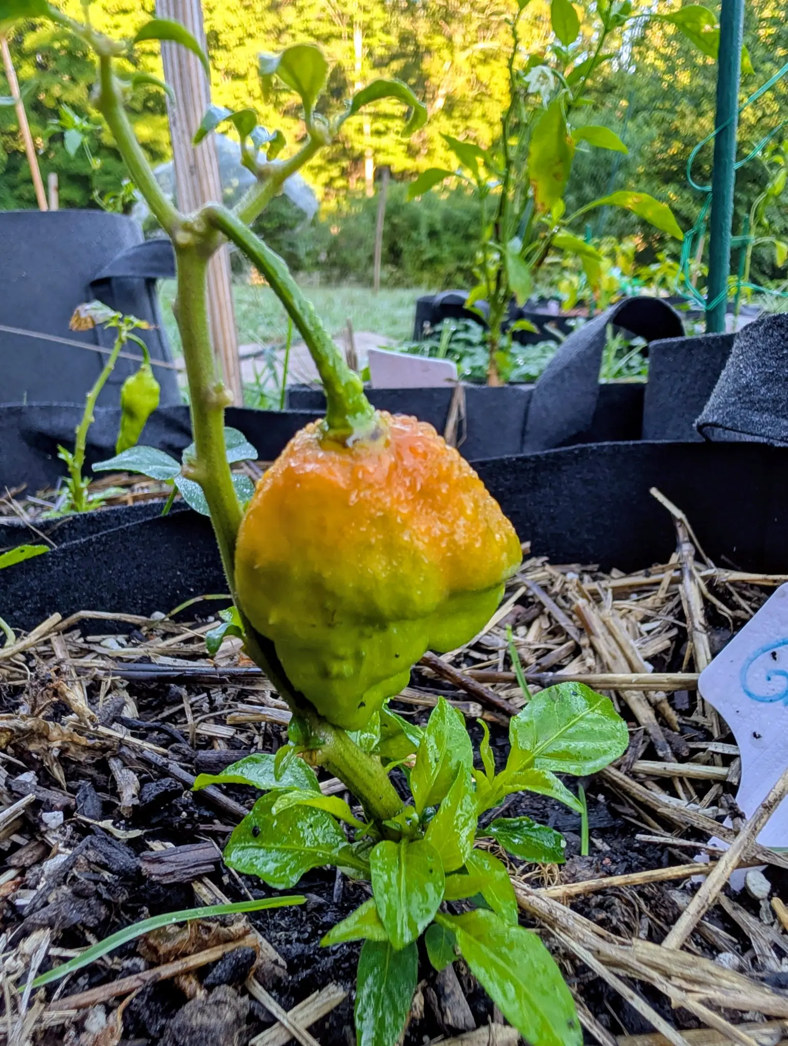 Peppers, 26 August 2026