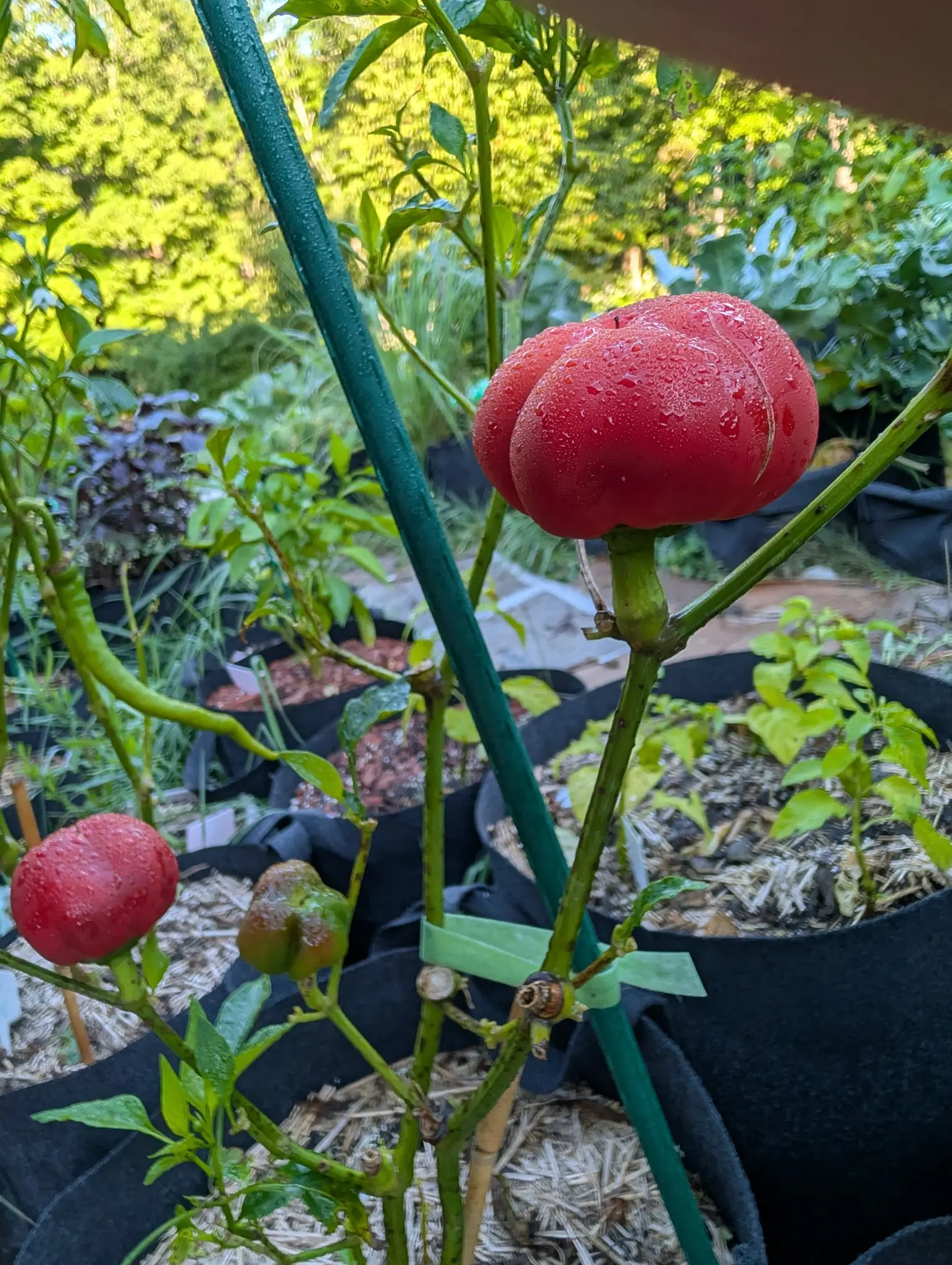 Peppers, 26 August 2026