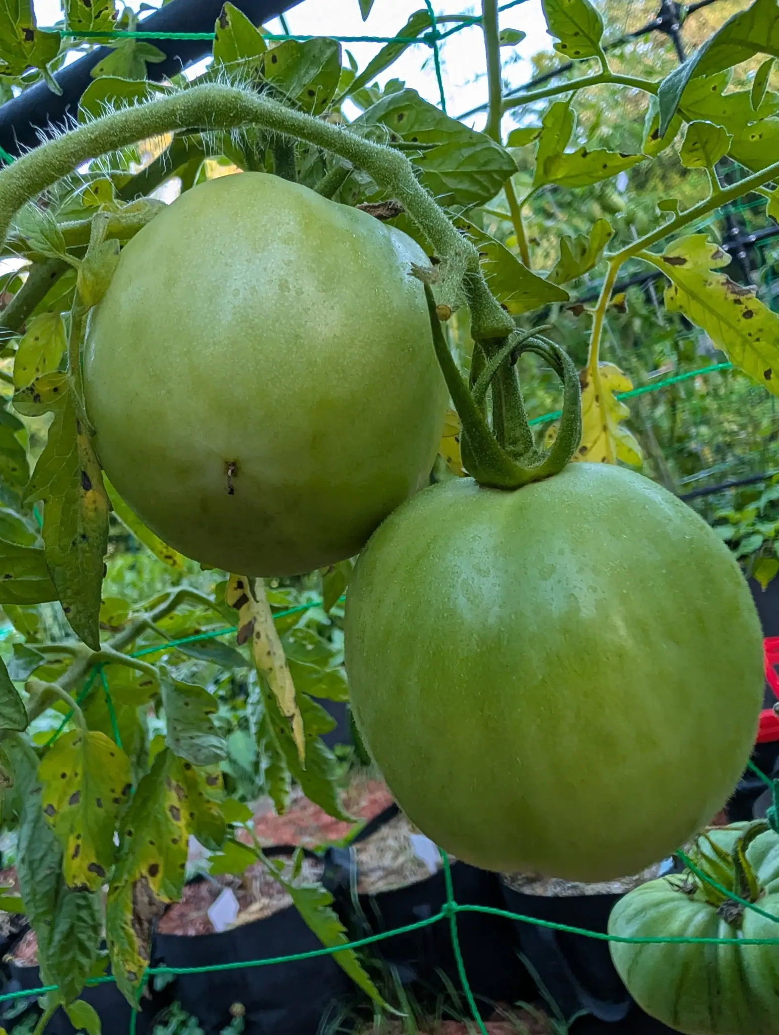 Tomatoes, 26 August 2026
