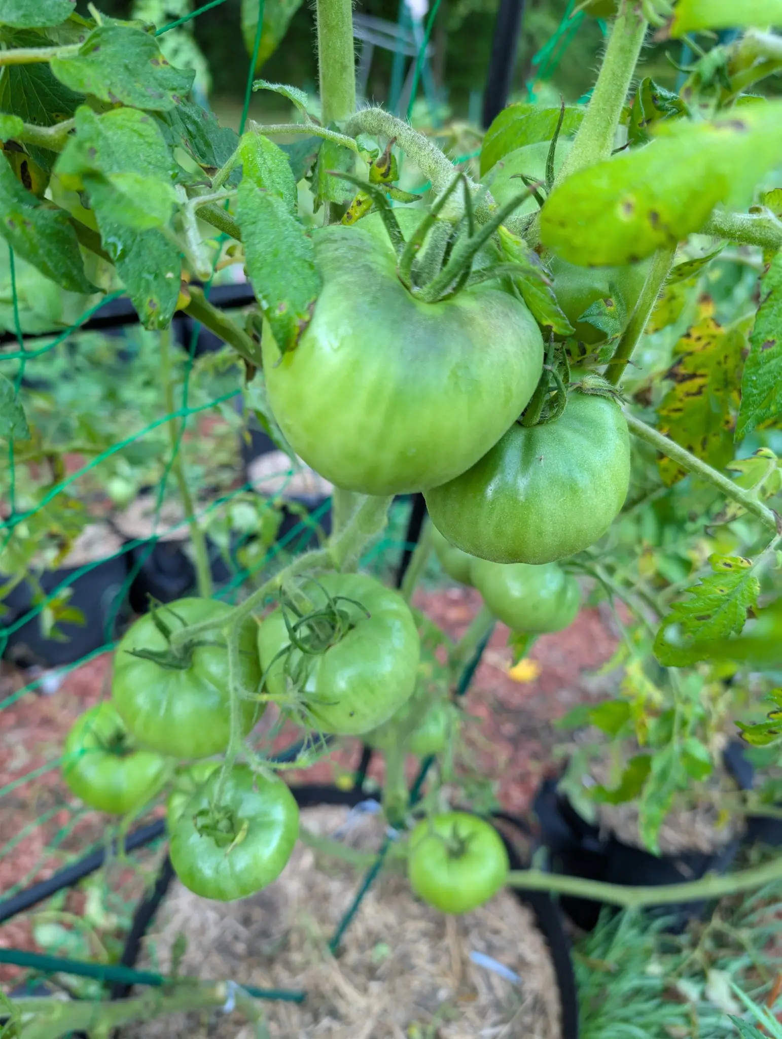Tomatoes, 26 August 2026